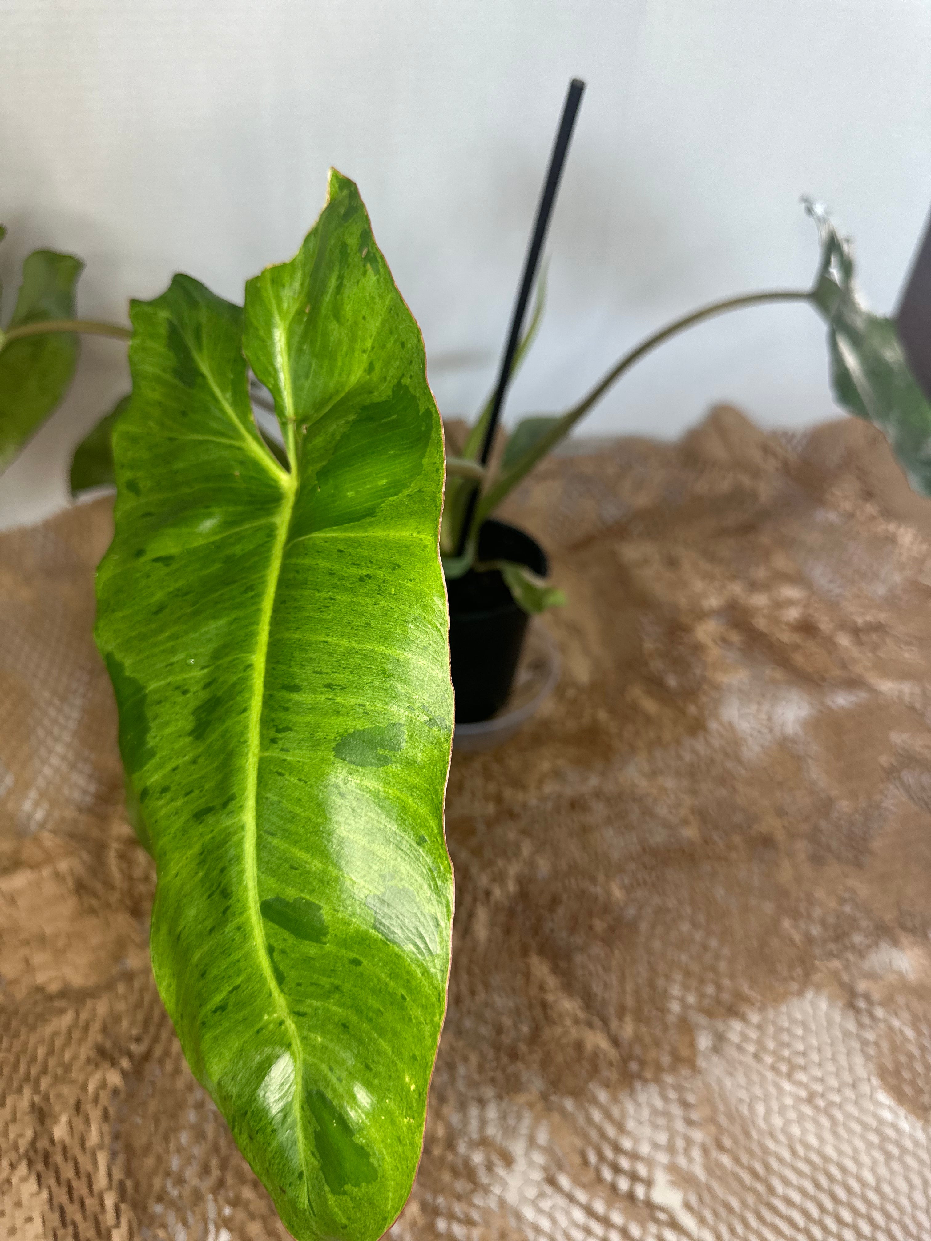 🌿 Philodendron Paraiso Verde (Paradise Green)