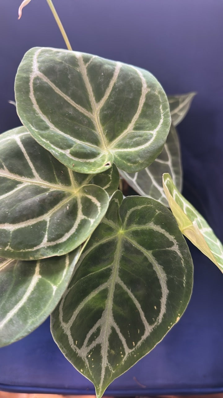 🌺 Anthurium Starter Bundle: Clarinervium, Crystallinum, Magnificum 4"