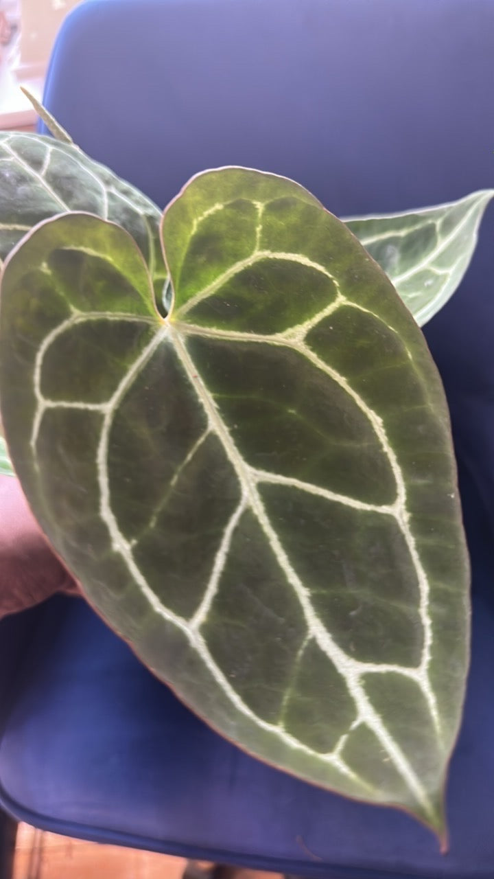 🌺 Anthurium Starter Bundle: Clarinervium, Crystallinum, Magnificum 4"