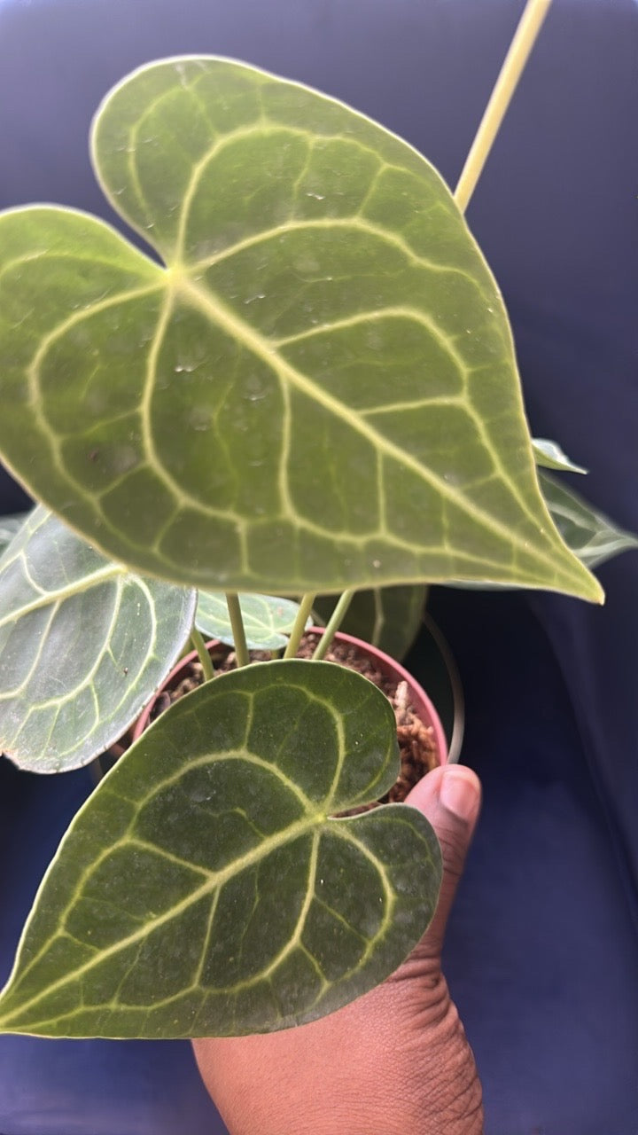 🌺 Anthurium Starter Bundle: Clarinervium, Crystallinum, Magnificum 4"