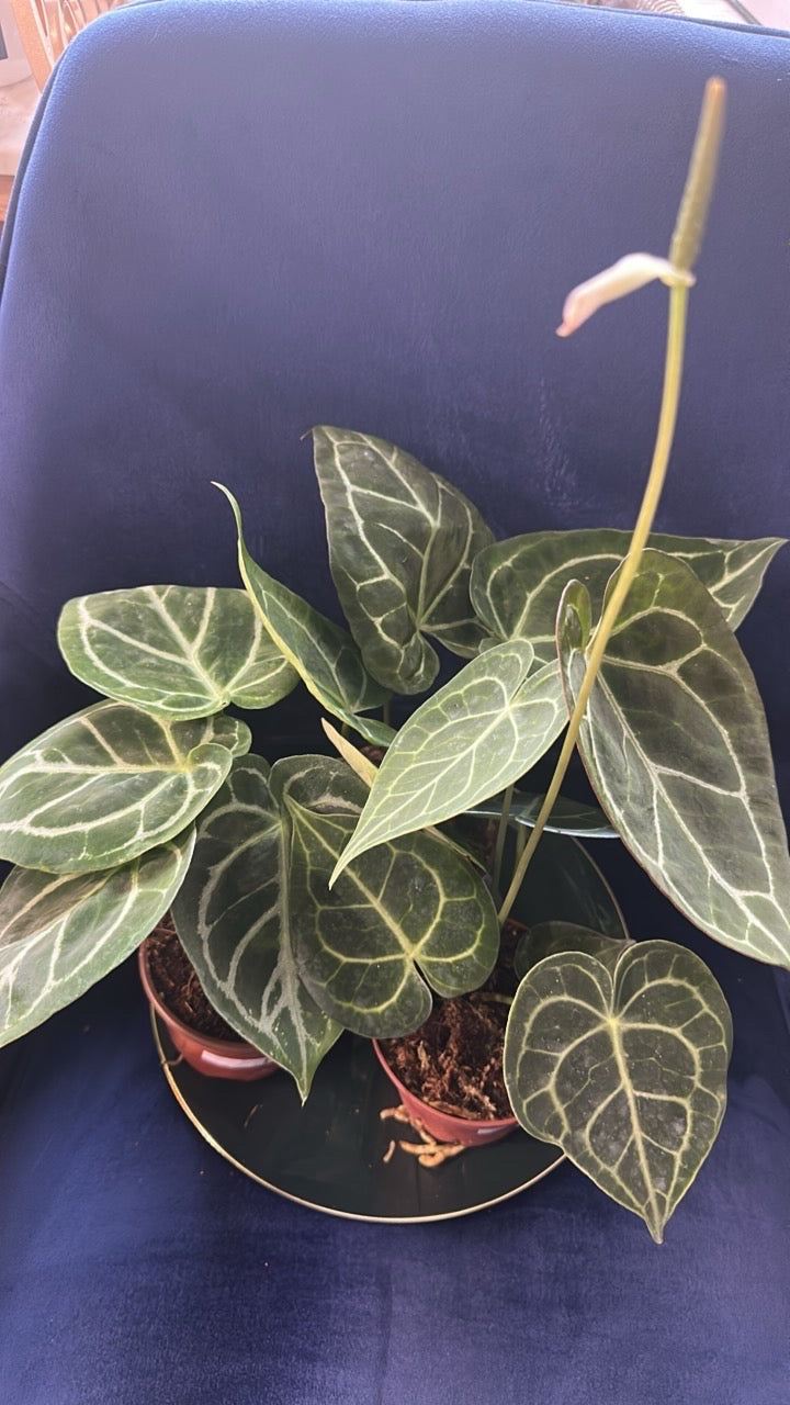 🌺 Anthurium Starter Bundle: Clarinervium, Crystallinum, Magnificum 4"