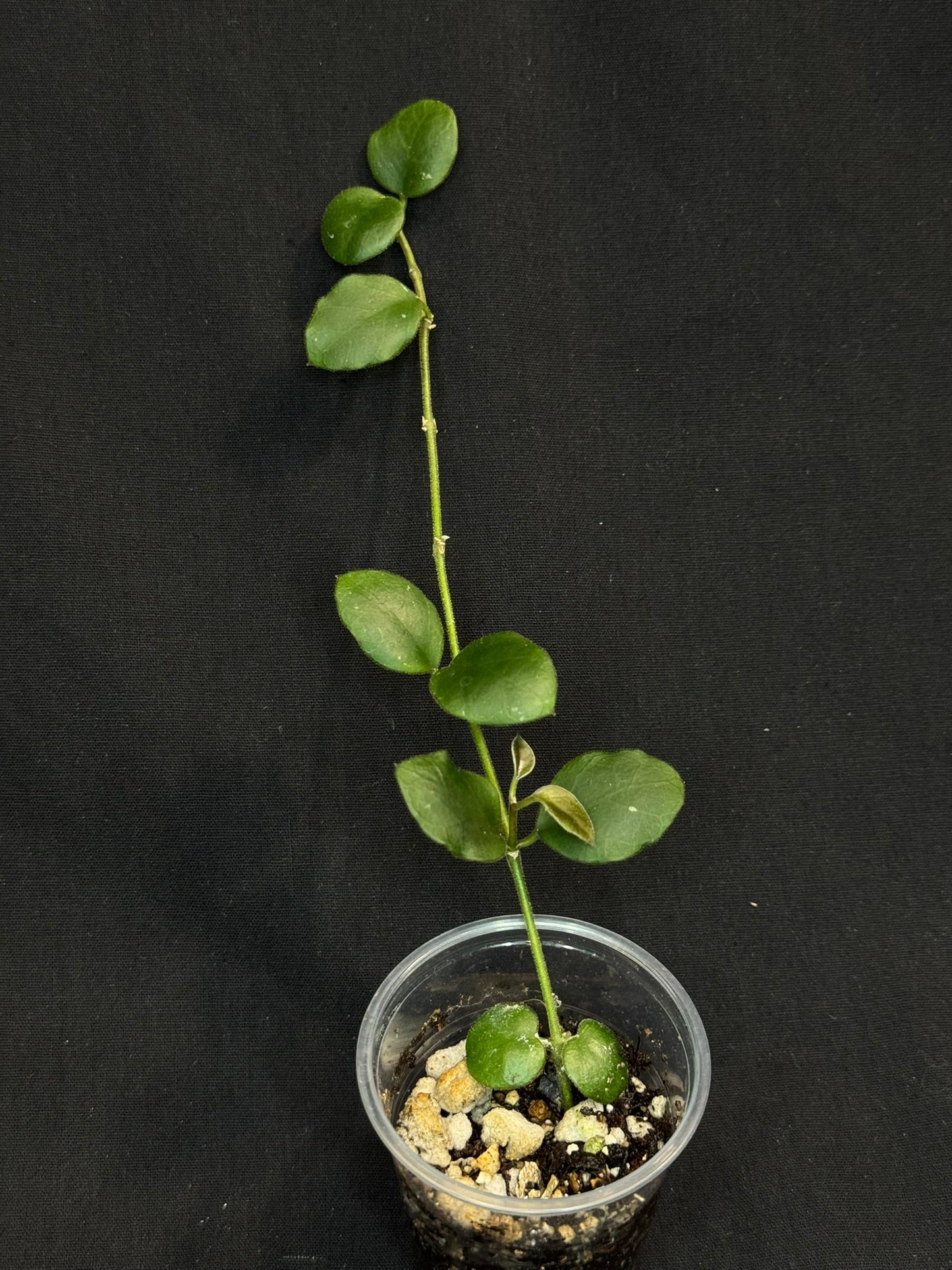 Hoya sp amber of borneo, rare, cute small leaves