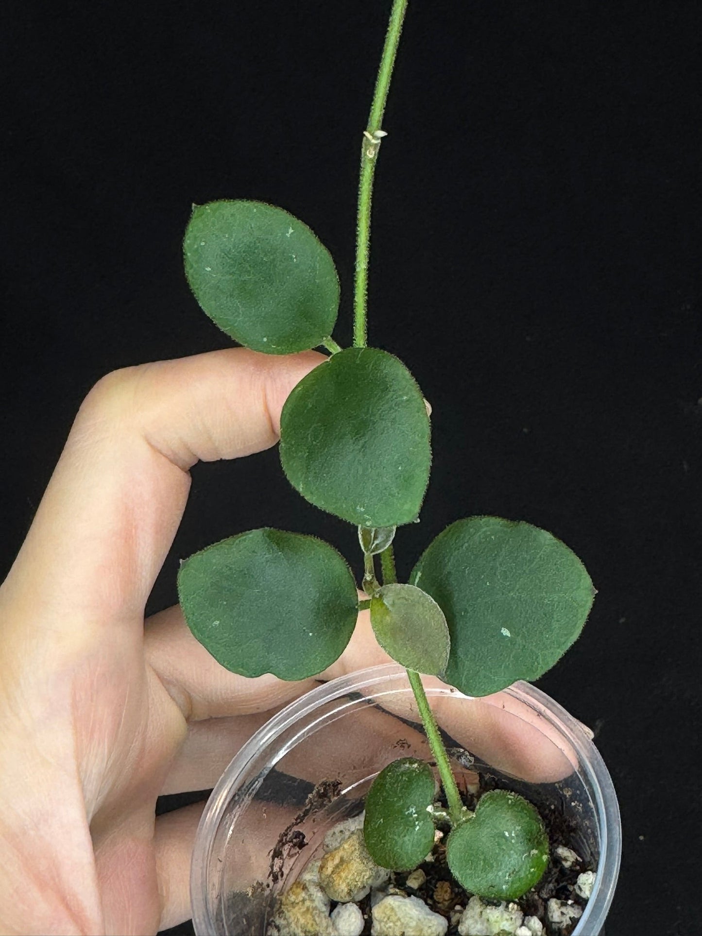 Hoya sp amber of borneo, rare, cute small leaves