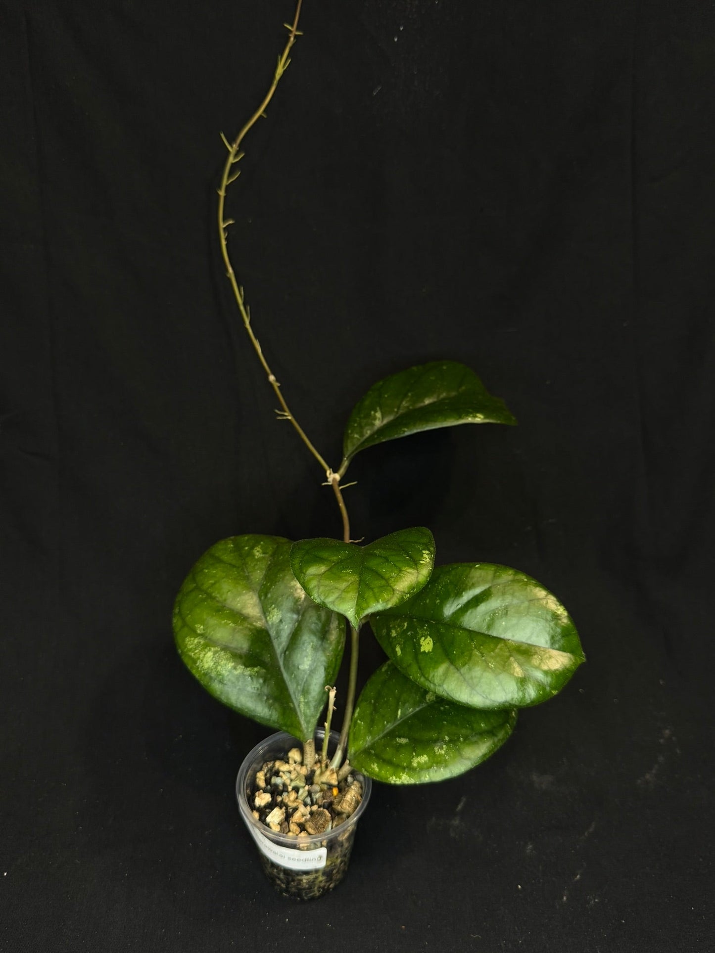 Hoya patcharawalai seedling by ice, rare