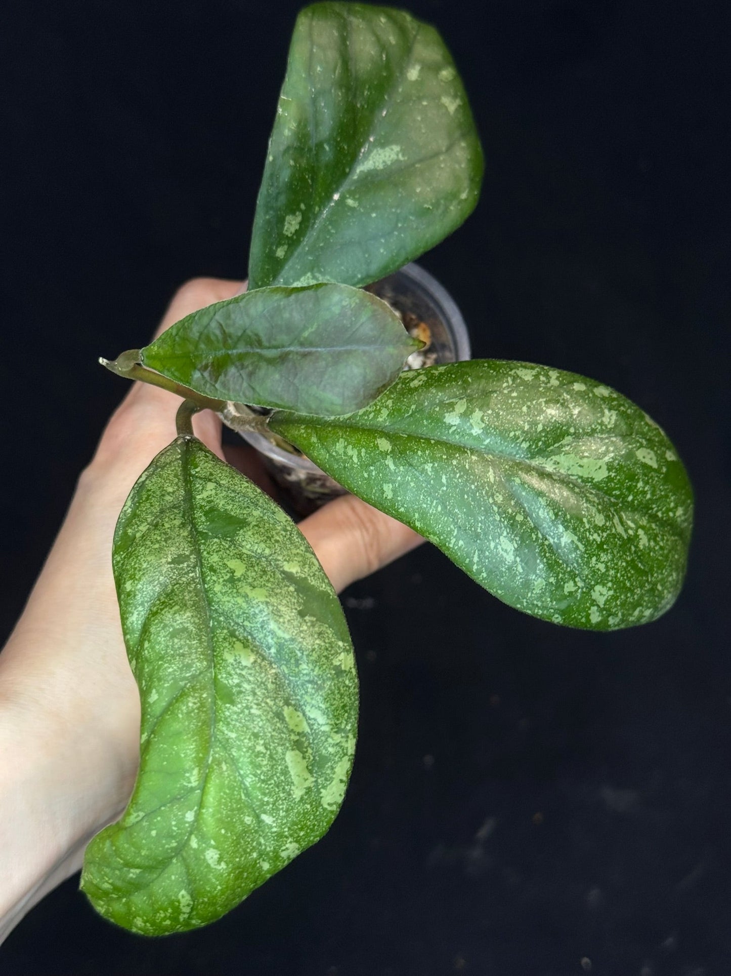 Hoya patcharawalai seedling by ice, rare