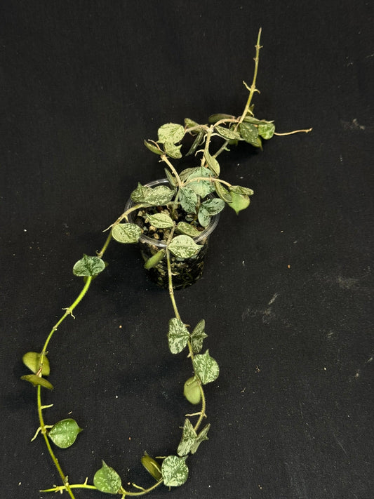 Hoya curtisii Silver, silvery small leaves, rare
