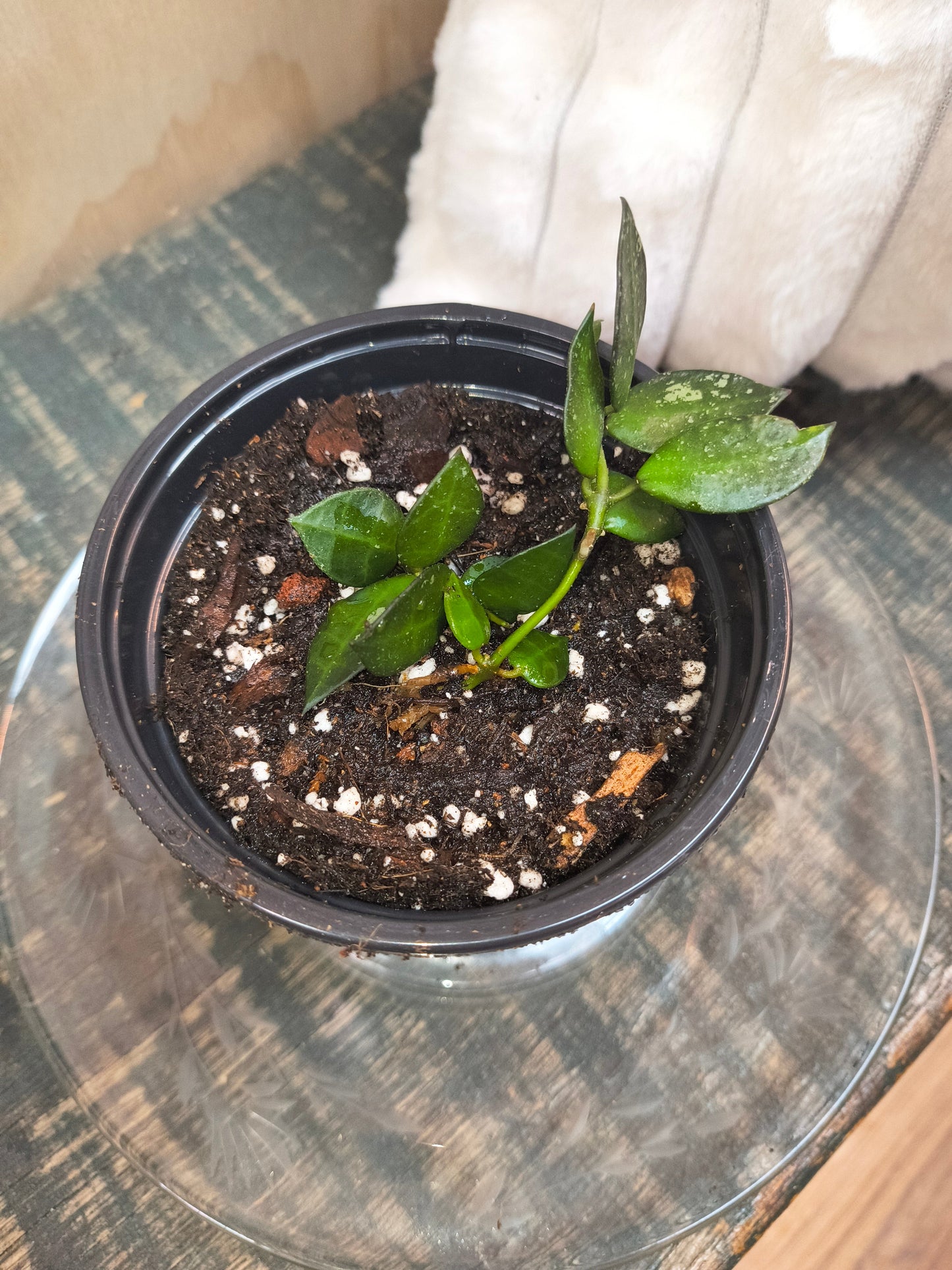 Hoya Lacunosa Royal Flush