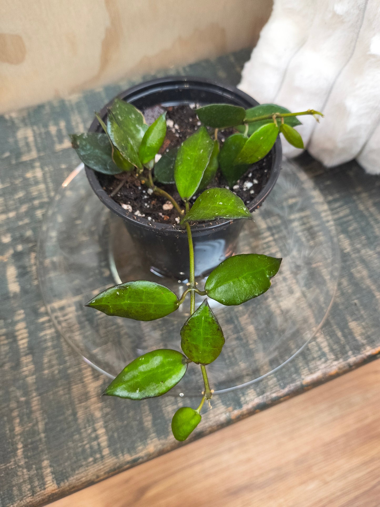Hoya Asami