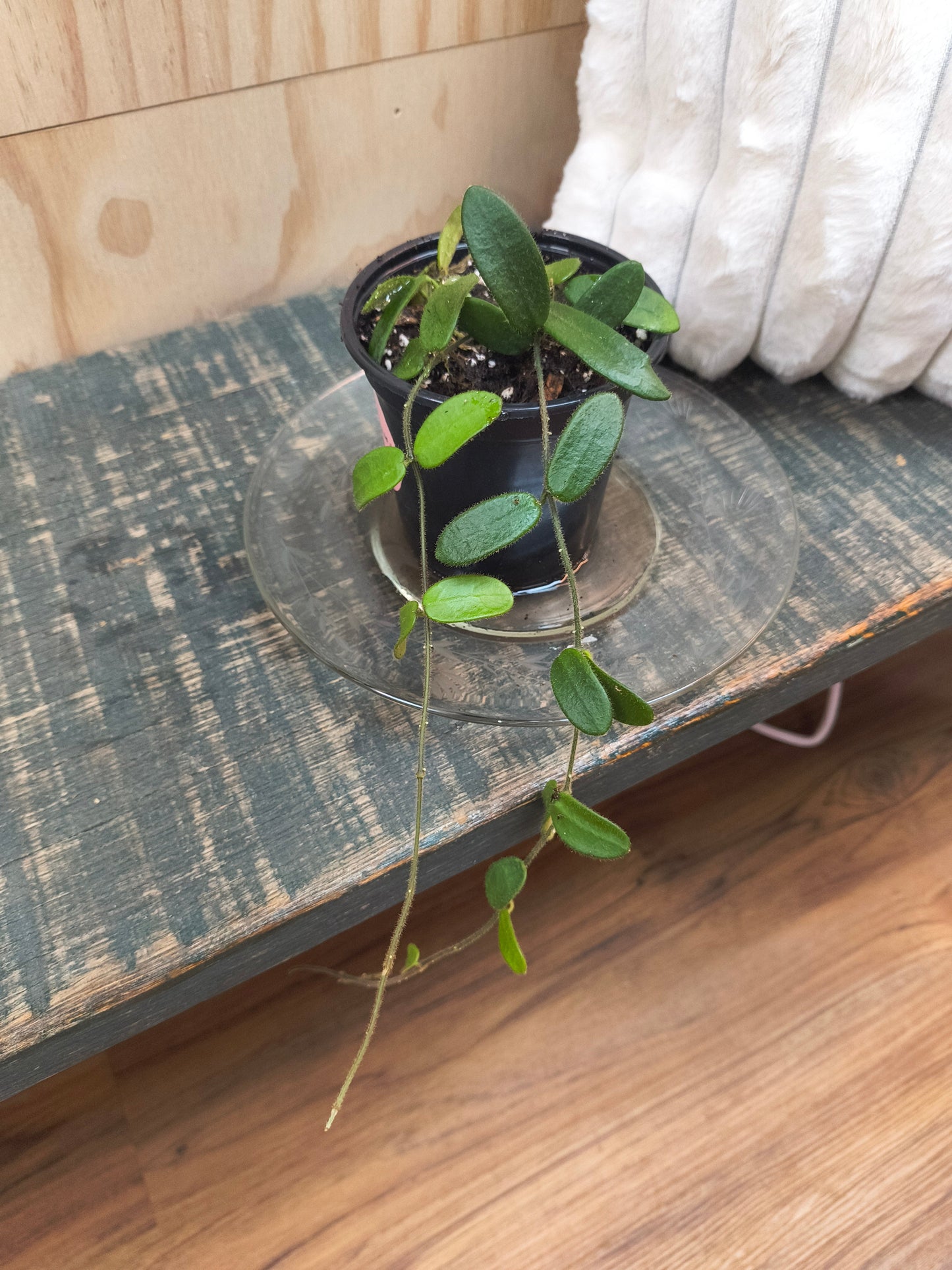 Hoya Spectatissima