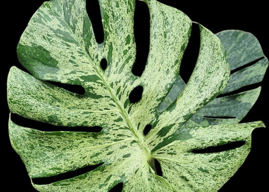 Monstera deliciosa ‘Bulbasaur’ Variegated – Rooted 4-Inch Collector Plant