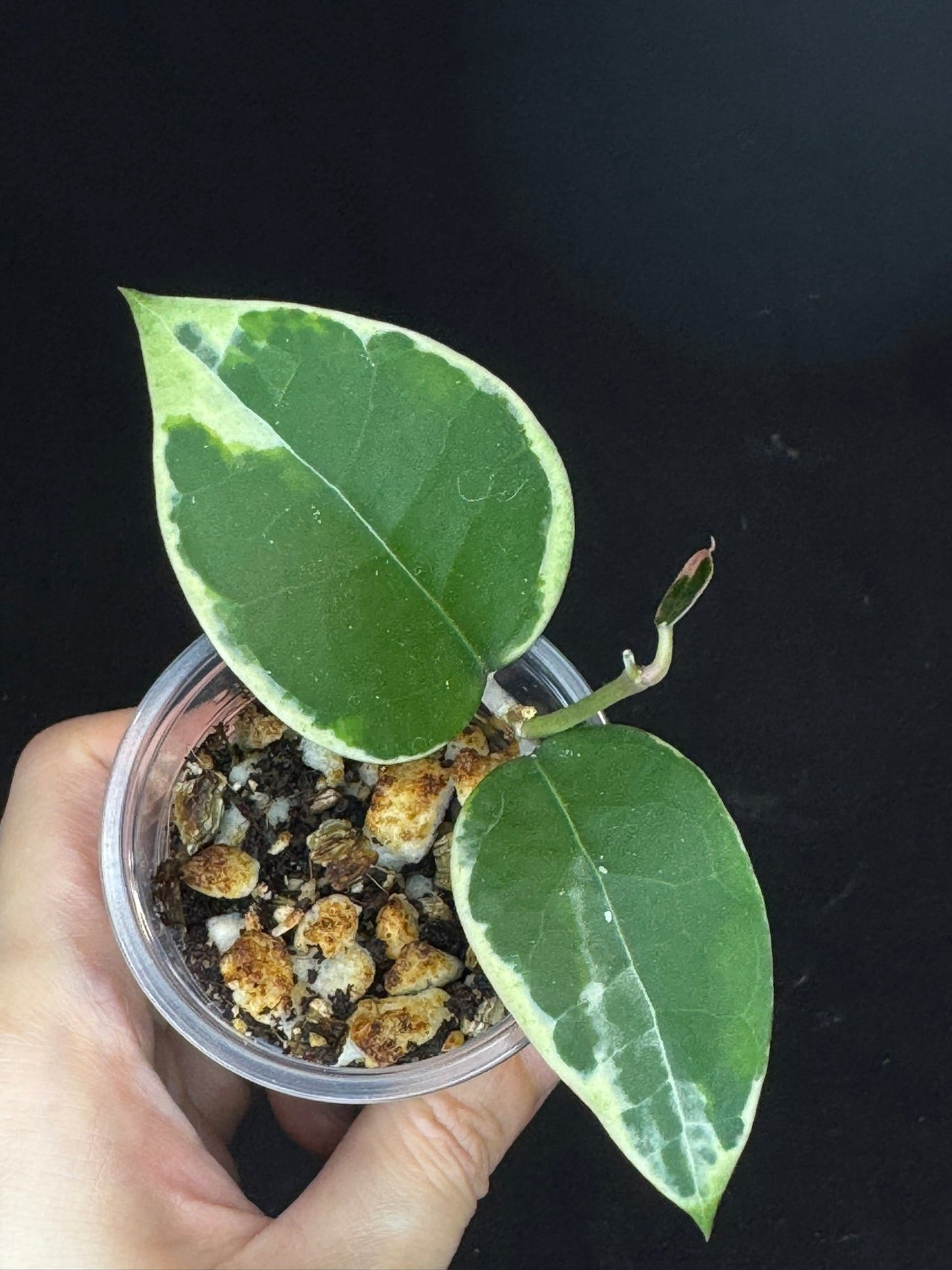 Hoya Panglai West Java (#1), albo variegation