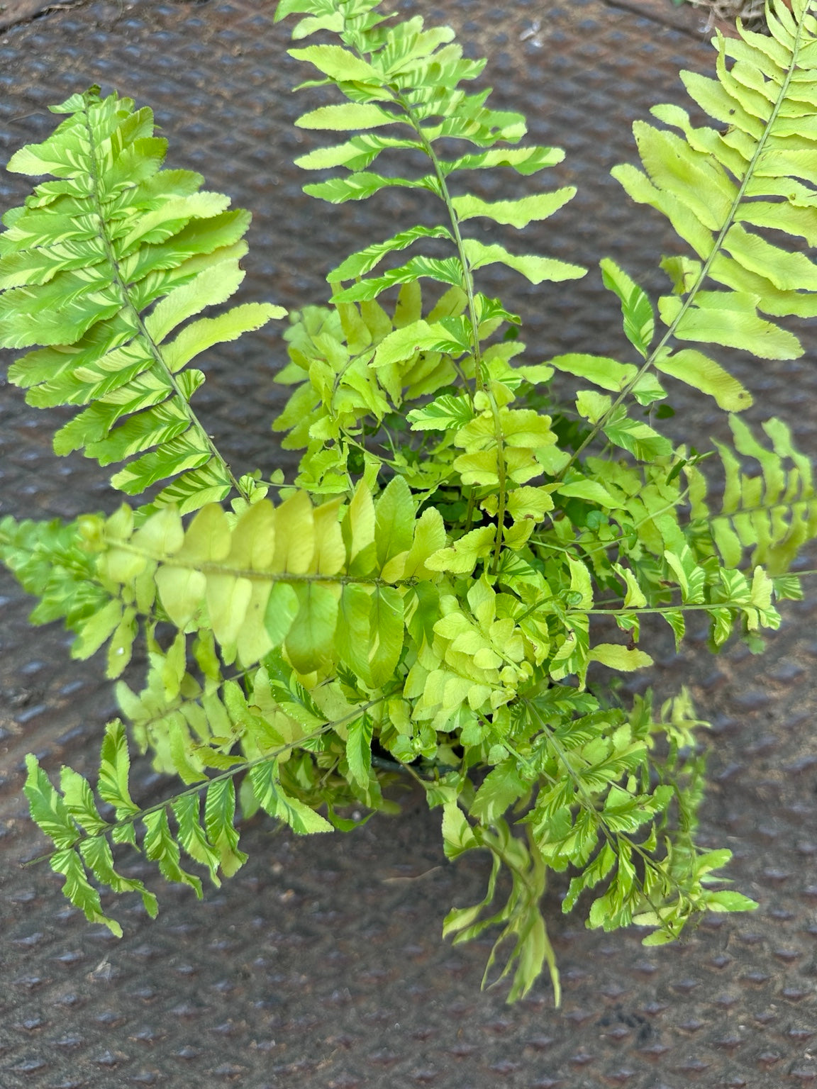 Tiger Fern 3.5 inch pot