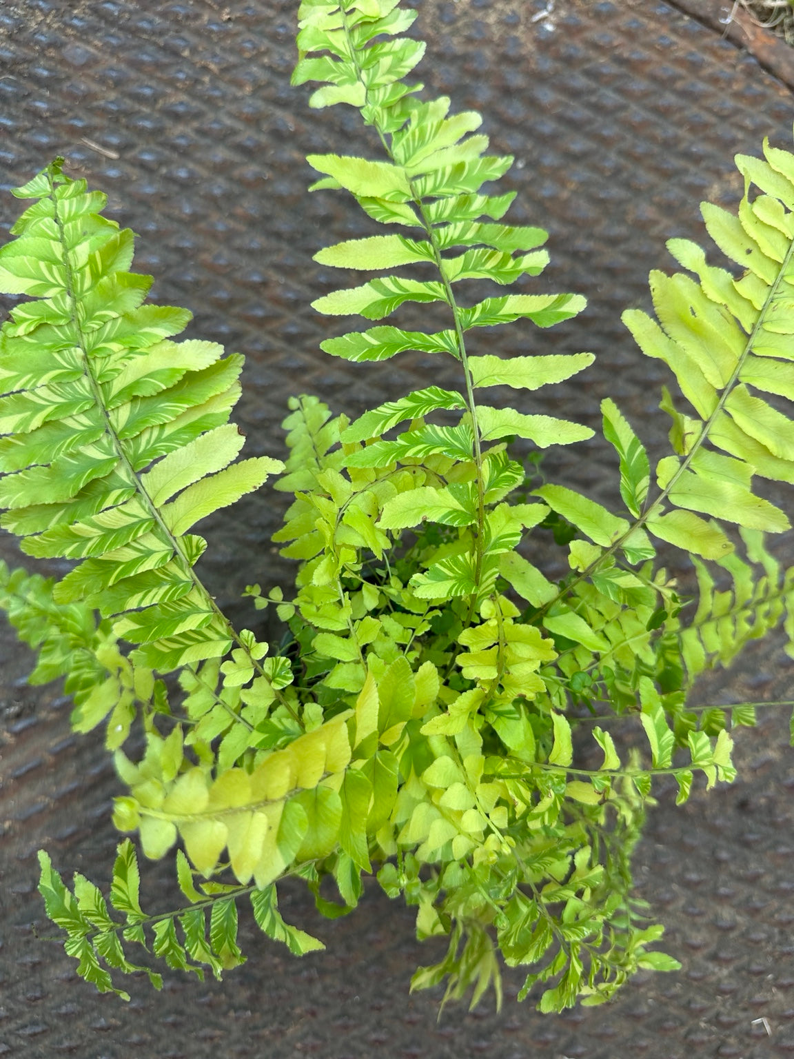 Tiger Fern 3.5 inch pot