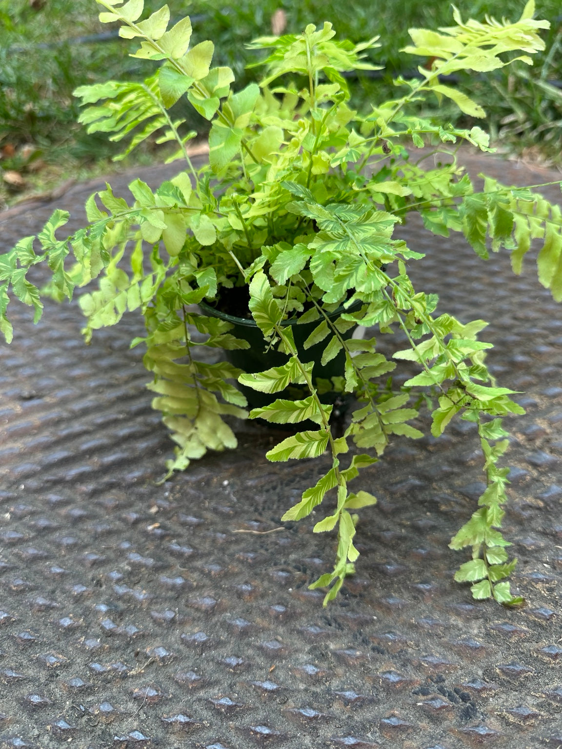 Tiger Fern 3.5 inch pot