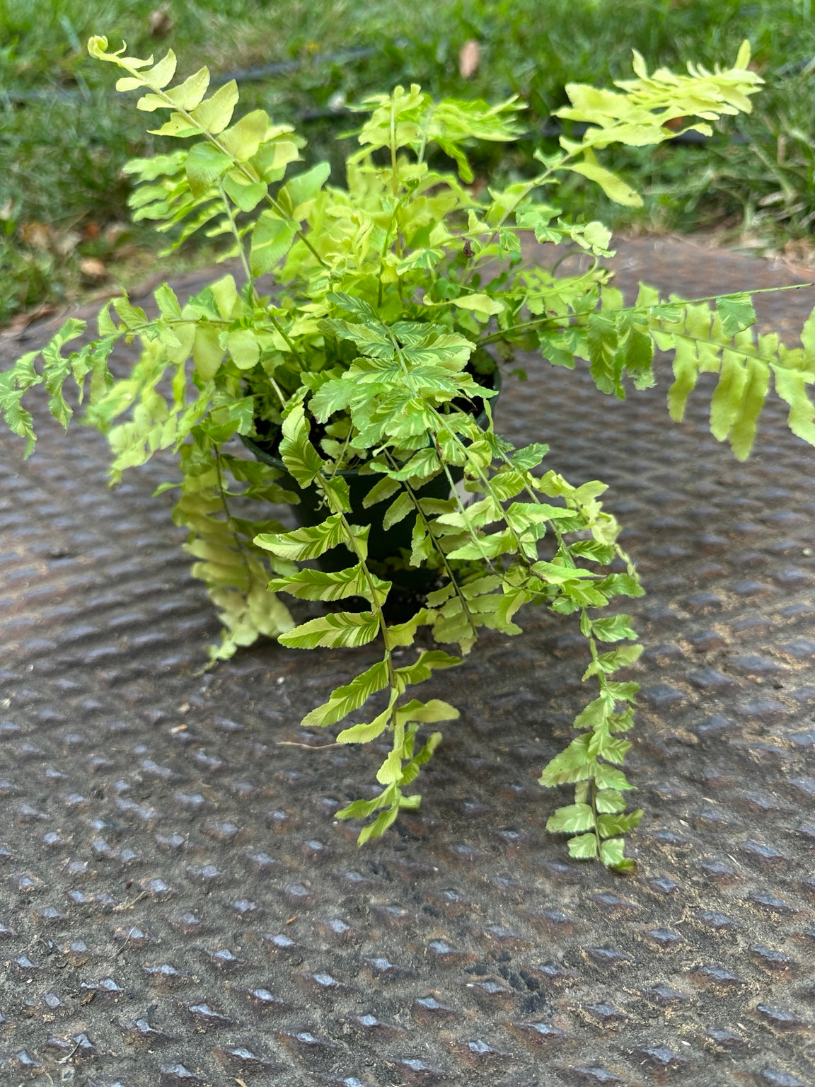 Tiger Fern 3.5 inch pot