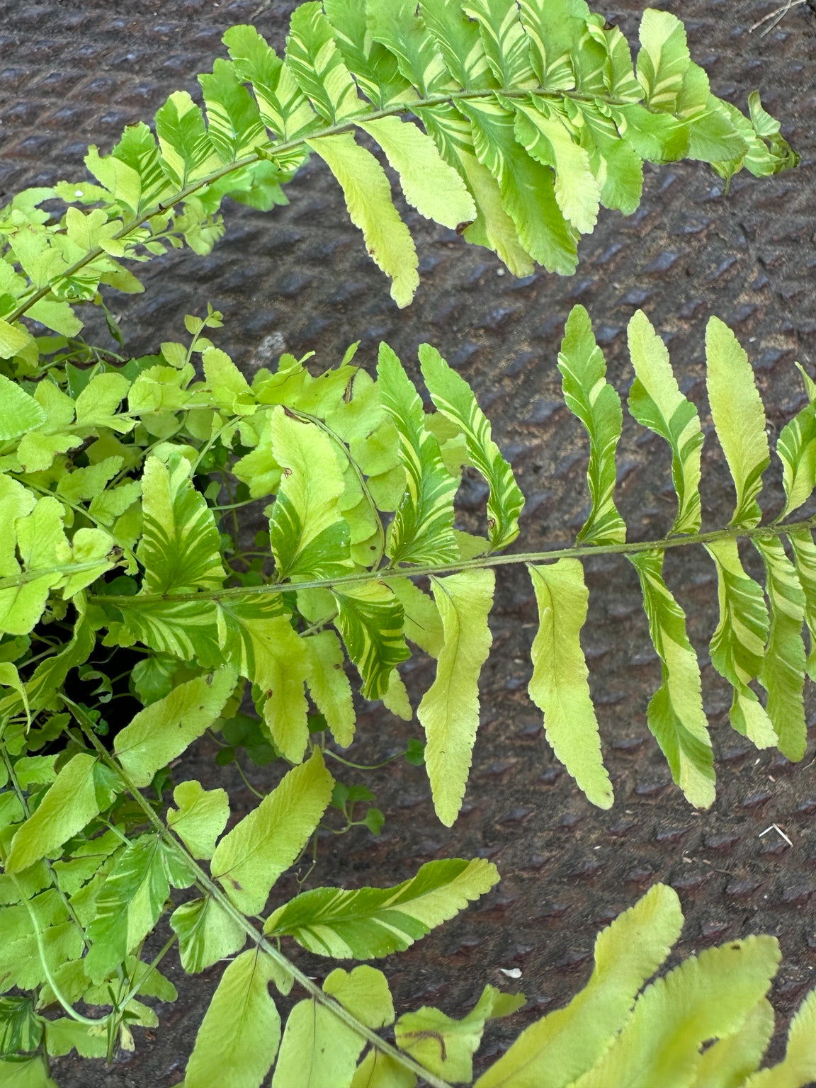Tiger Fern 3.5 inch pot