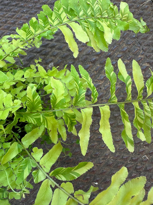Tiger Fern 3.5 inch pot