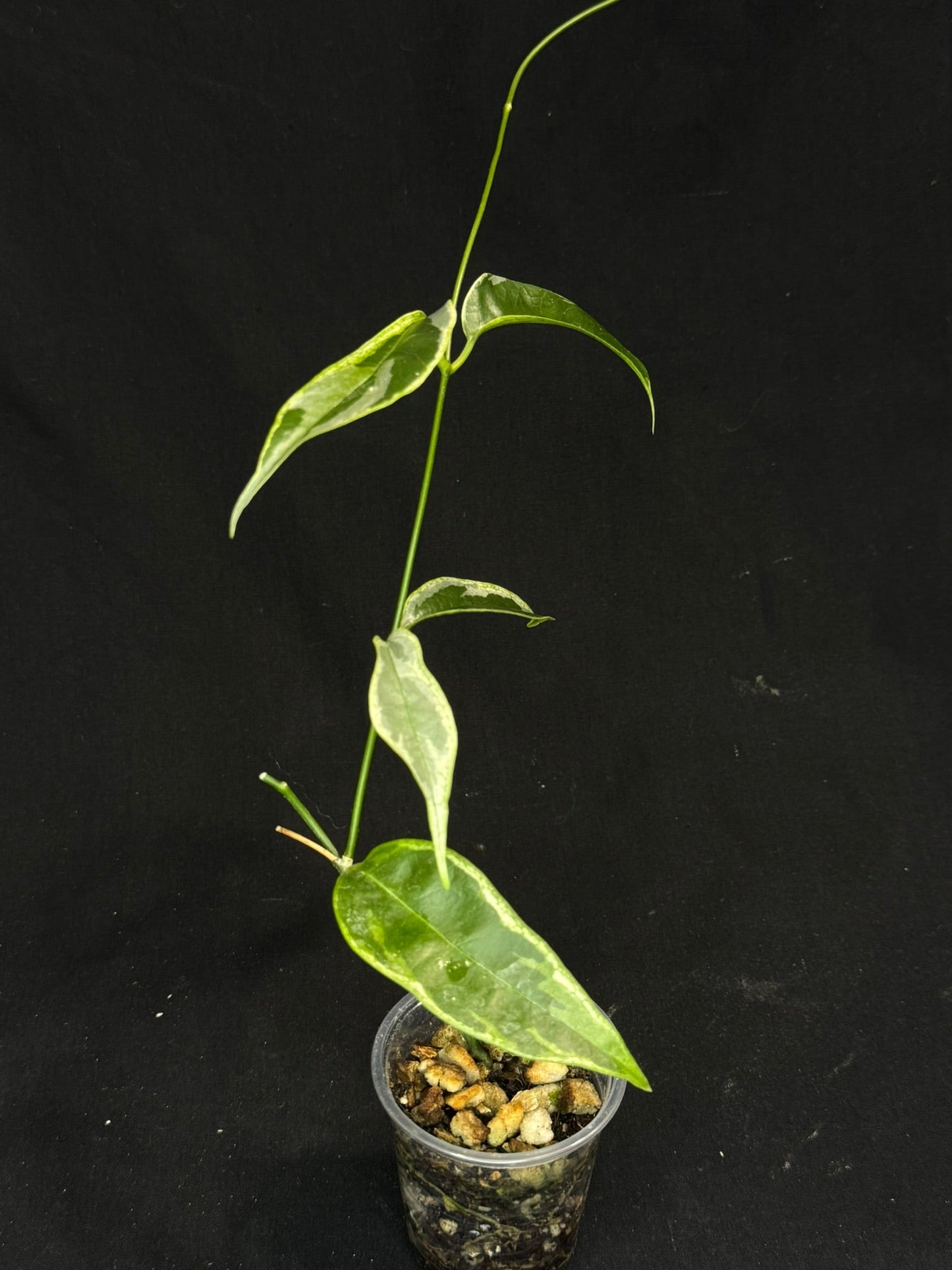 Hoya Buotti Albomarginata, nice water-color variegation (#2)