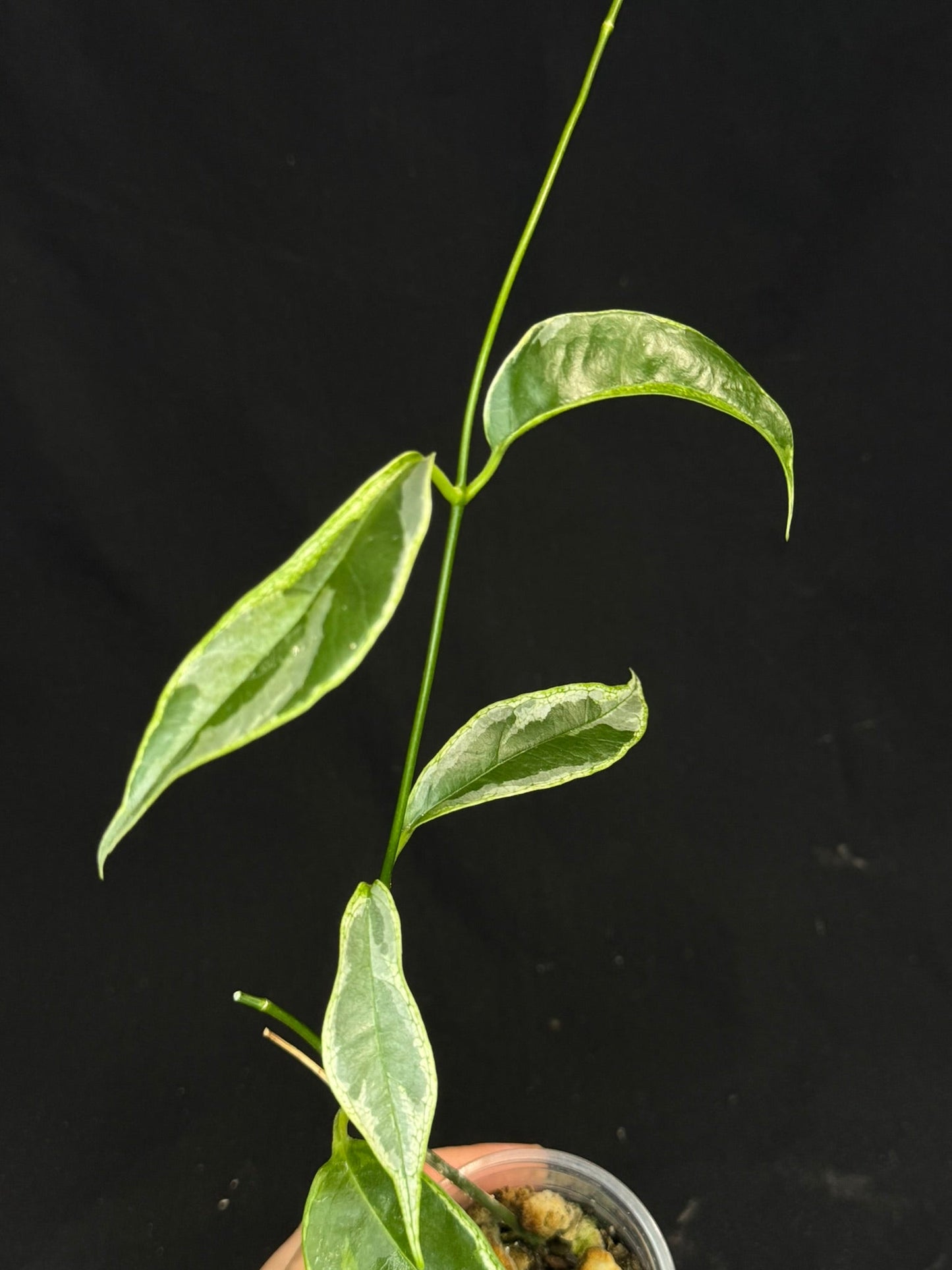 Hoya Buotti Albomarginata, nice water-color variegation (#2)