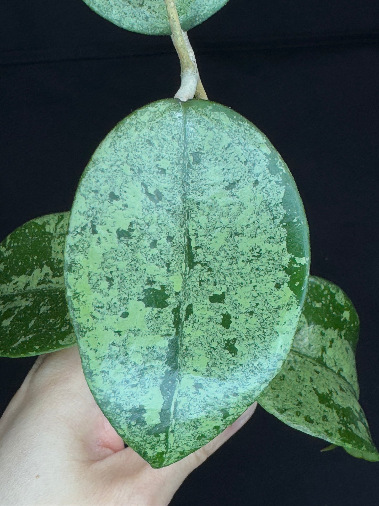 Hoya Verticillata Silver ( From Indonesia), silvery gem leaves, rare #2