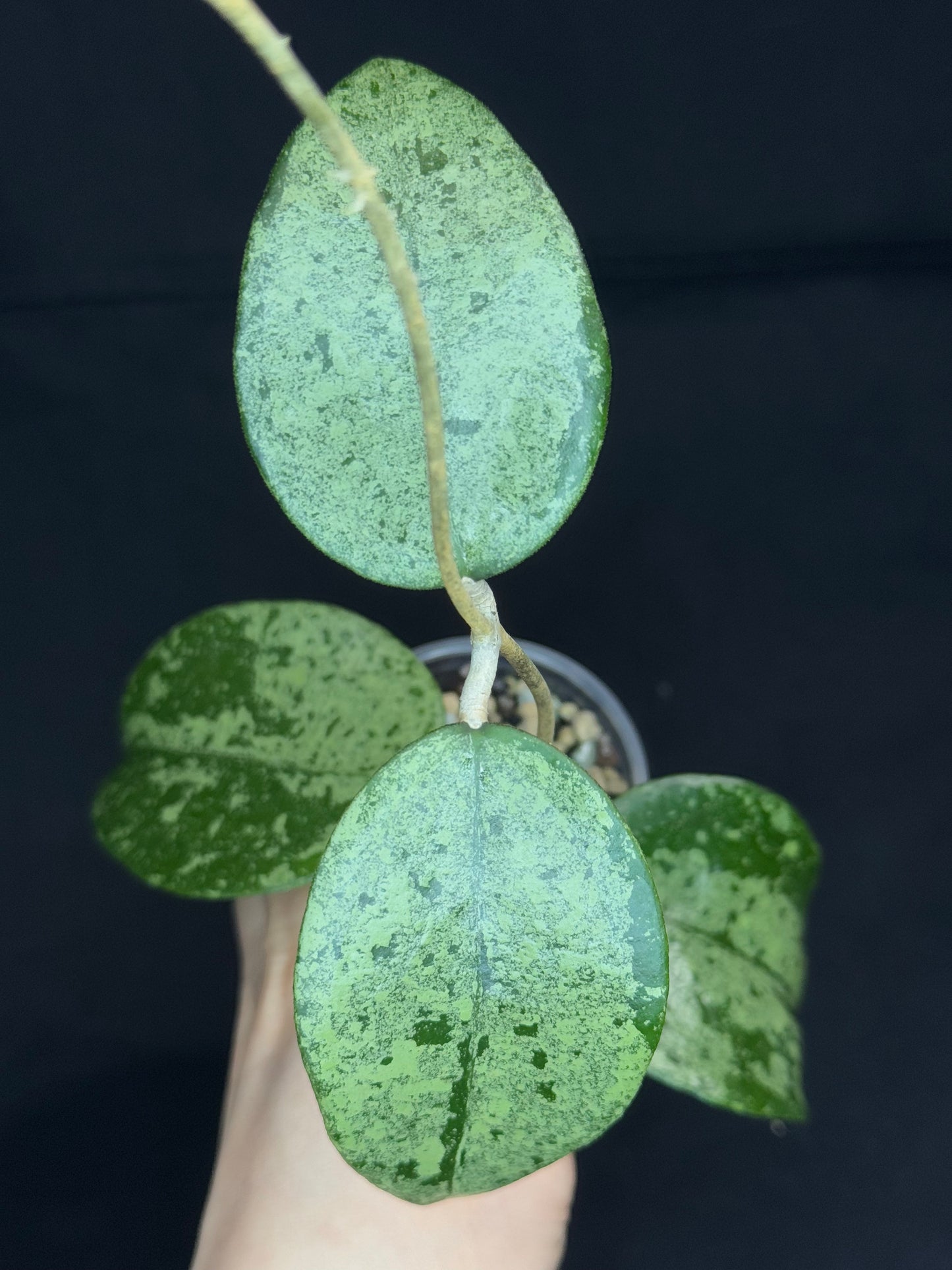 Hoya Verticillata Silver ( From Indonesia), silvery gem leaves, rare #2