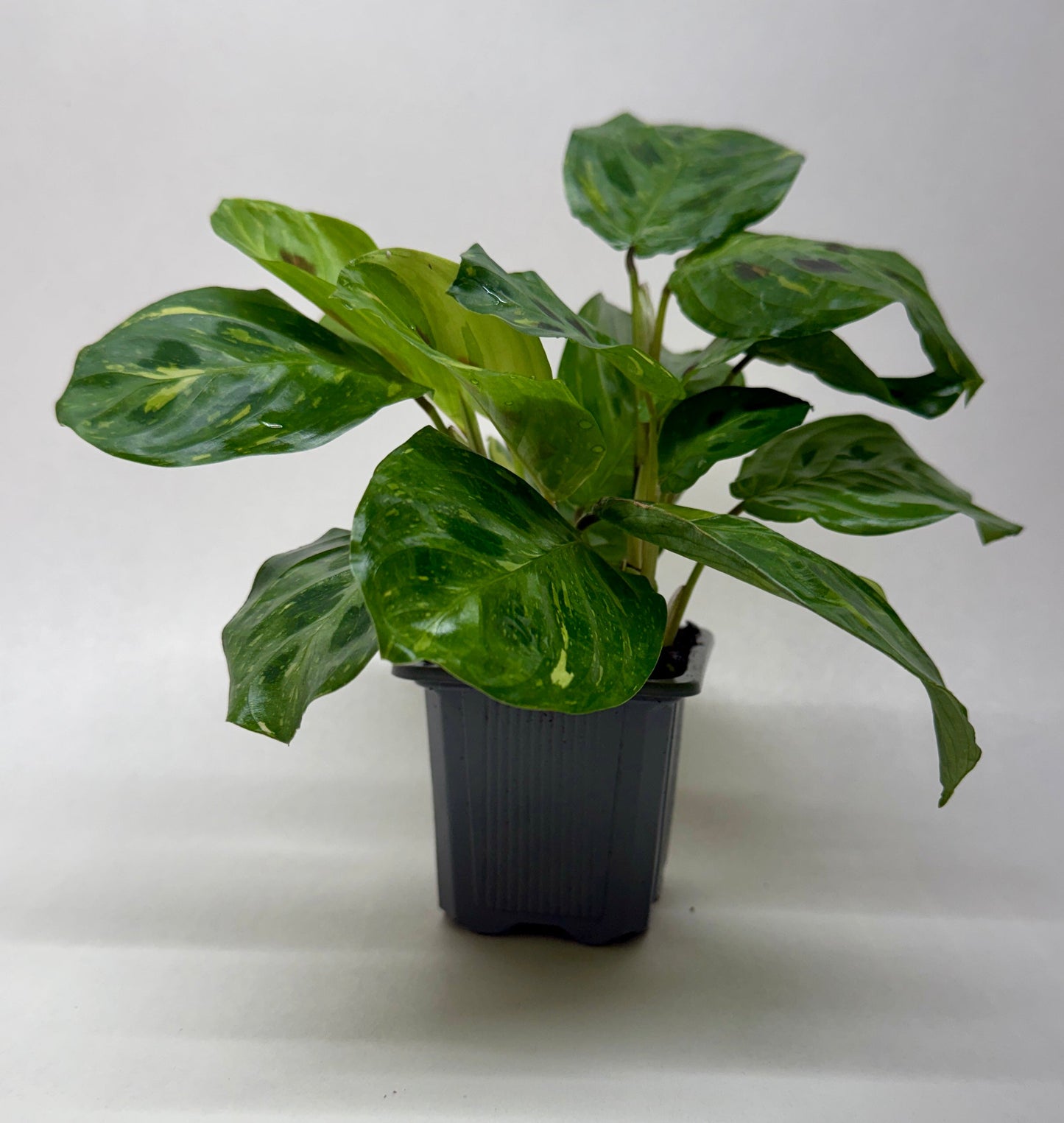 Maranta Variegated 'Beauty Kim'