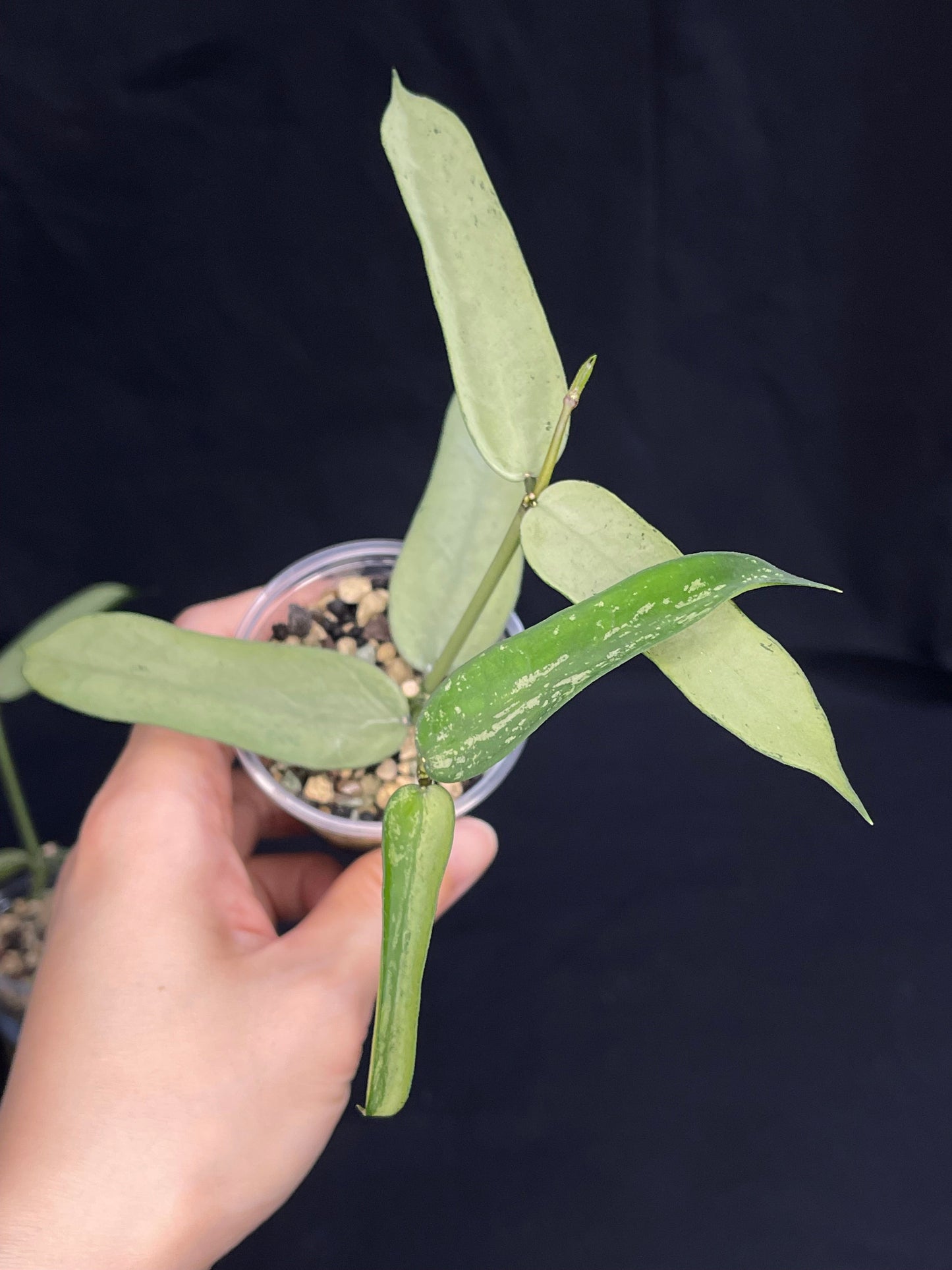 Hoya pandurata silver (#2), well-rooted, full-silver leaves, rare, two growths