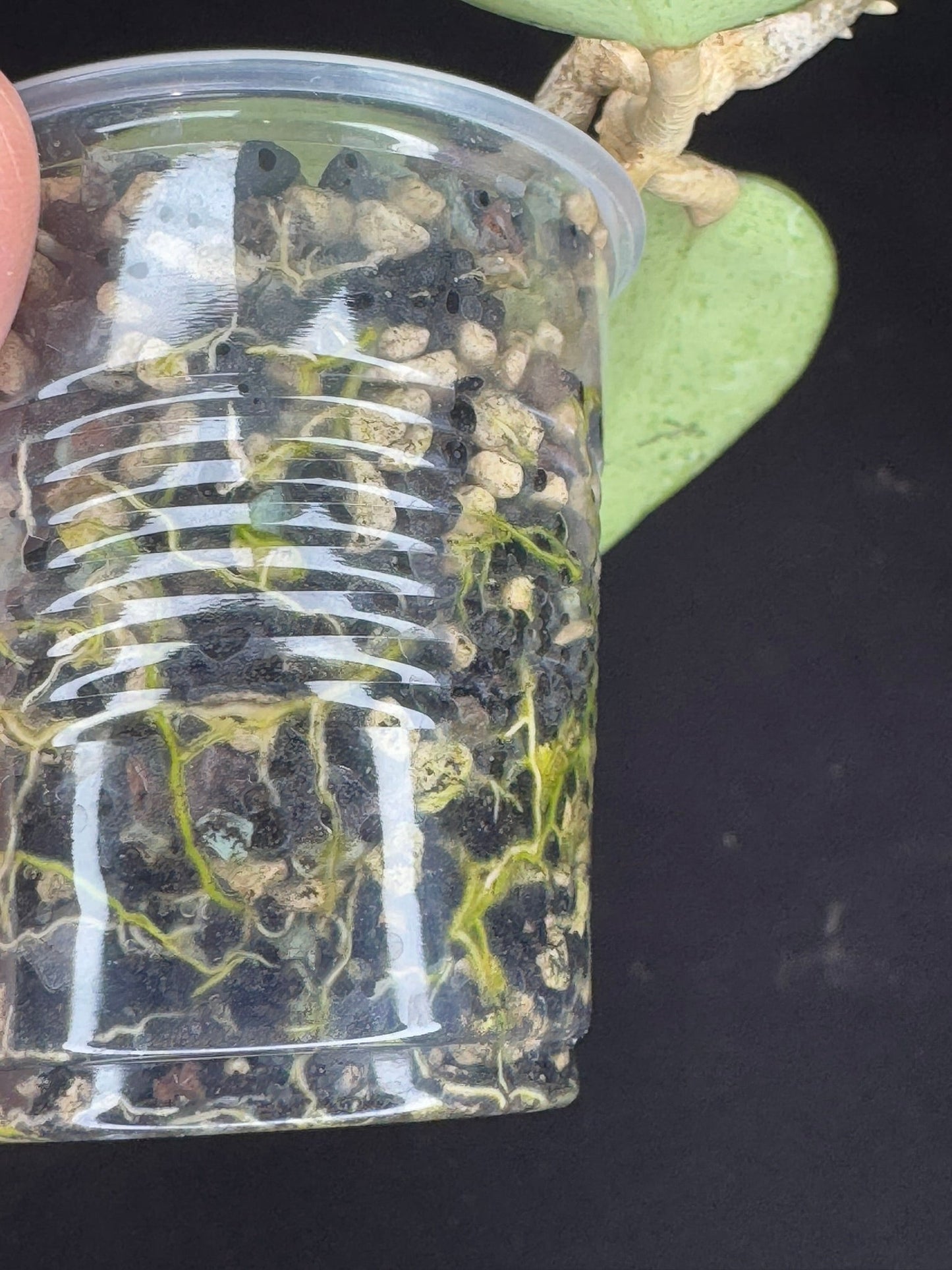 Hoya Silver Dollar, stable silver leaves