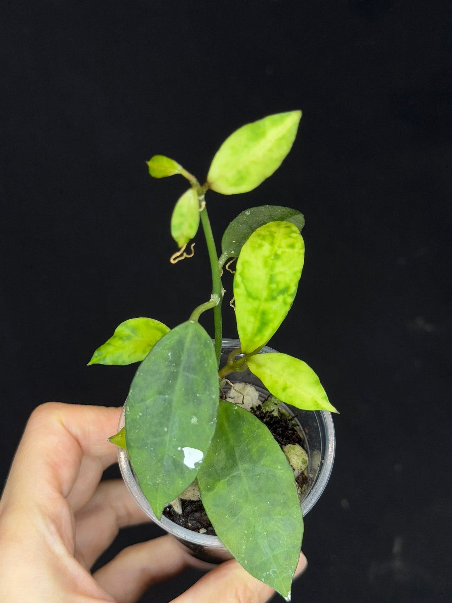 Hoya Lacunosa Amarillo,yellow leaf markings, maturing to glossy green over time, special