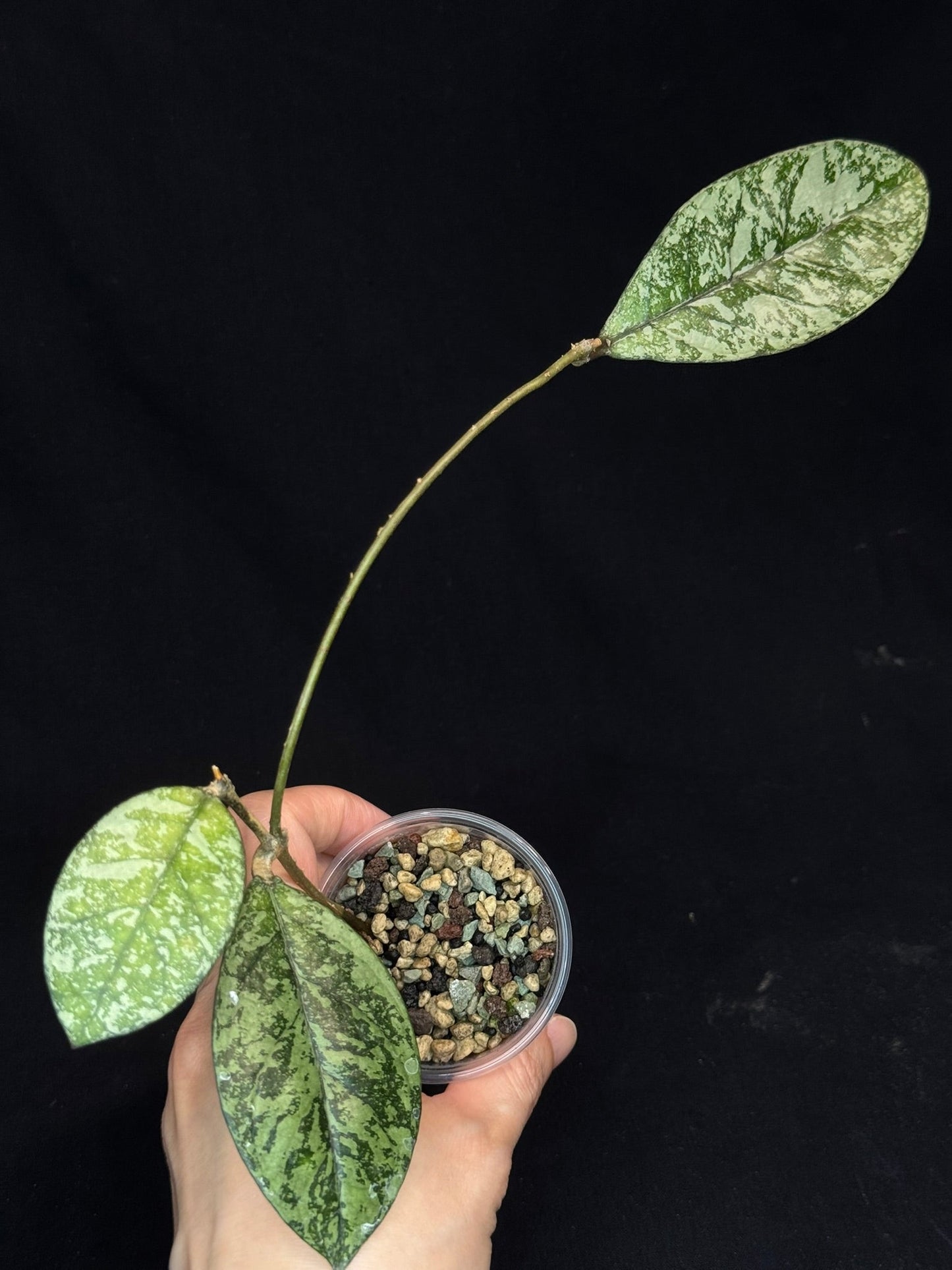 Hoya Crassipetiolata Splash/silver, Rooted, nice foliage