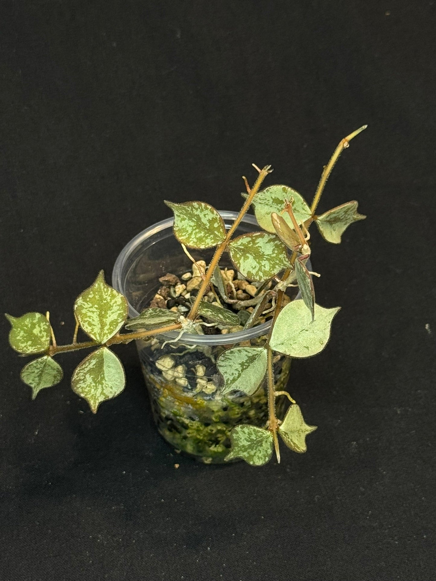 Hoya curtisii Silver, silvery small leaves, rare