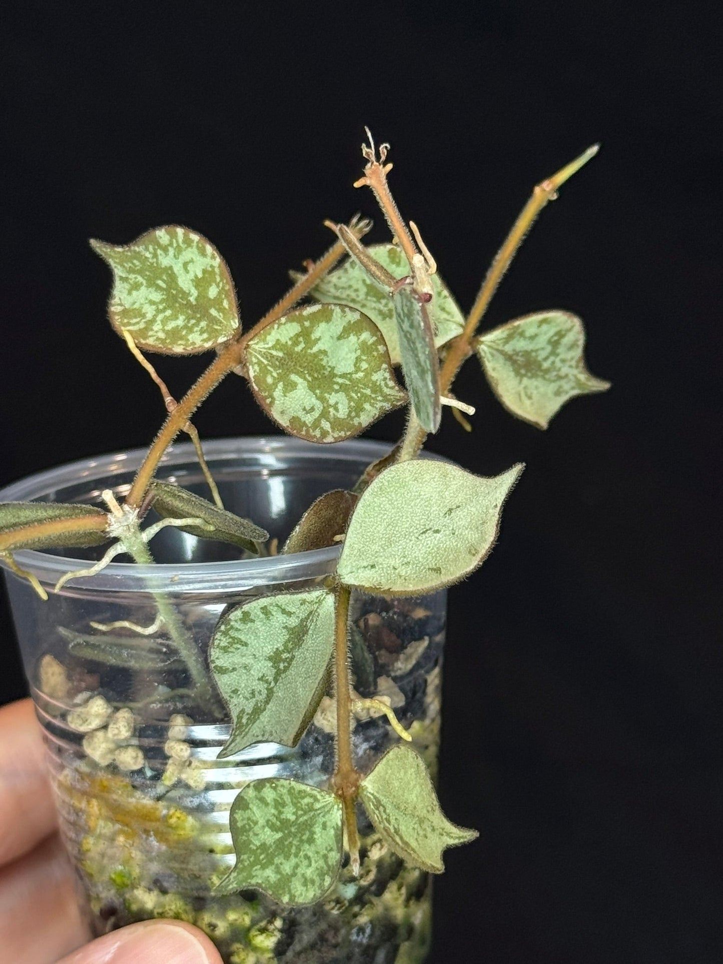Hoya curtisii Silver, silvery small leaves, rare
