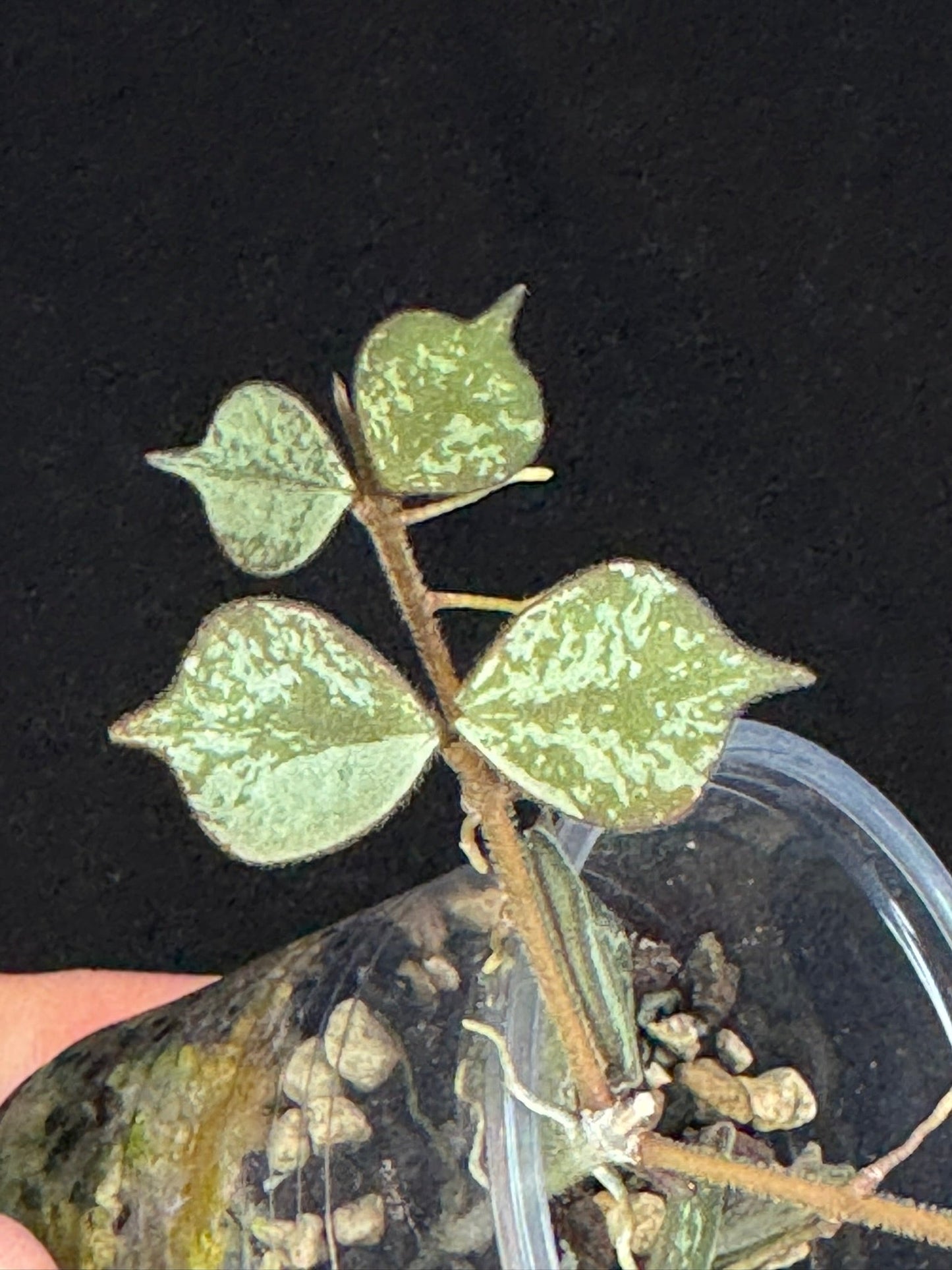 Hoya curtisii Silver, silvery small leaves, rare