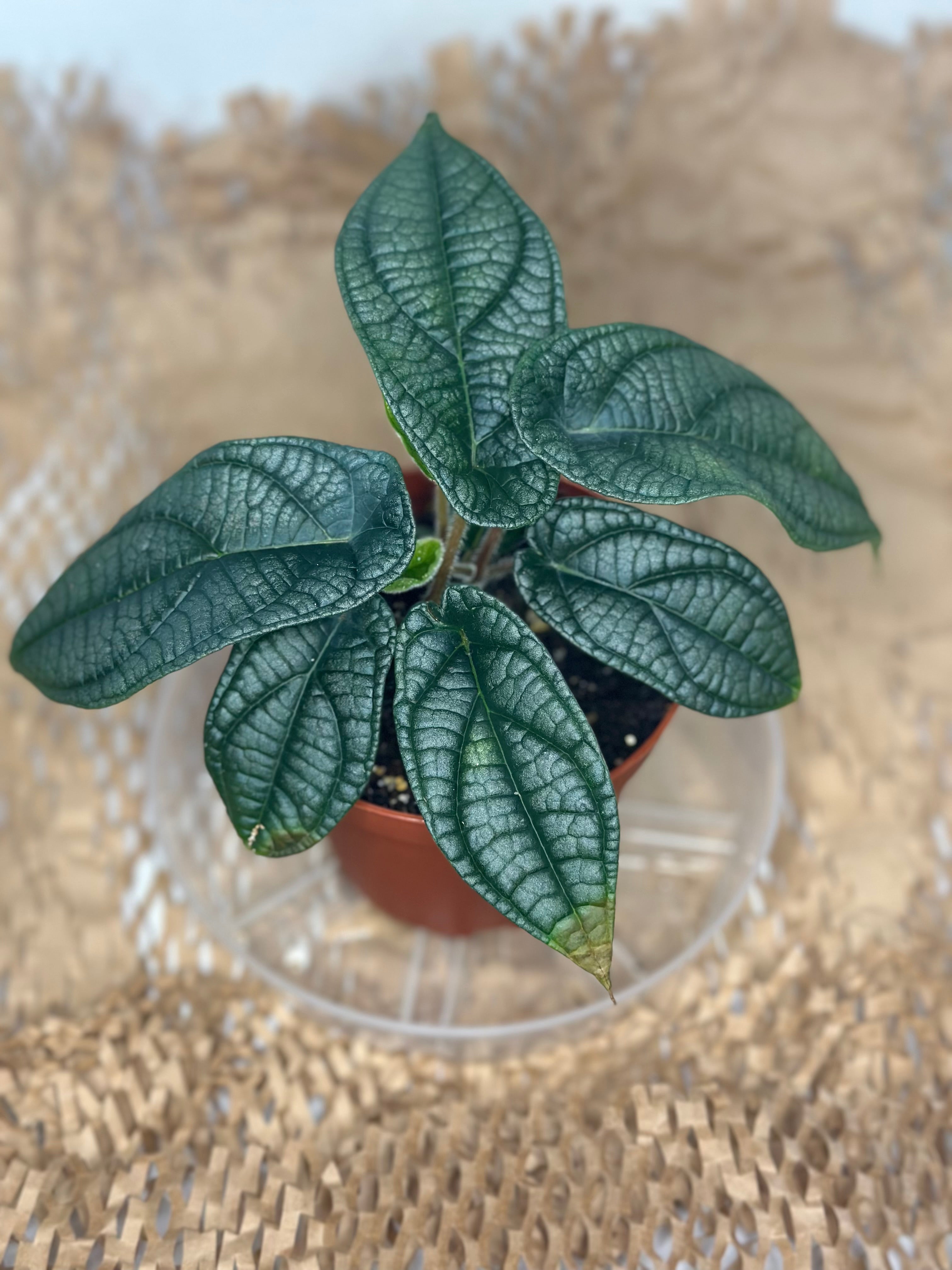 🌿 Piper Parmatum (Lacquered Pepper Plant)