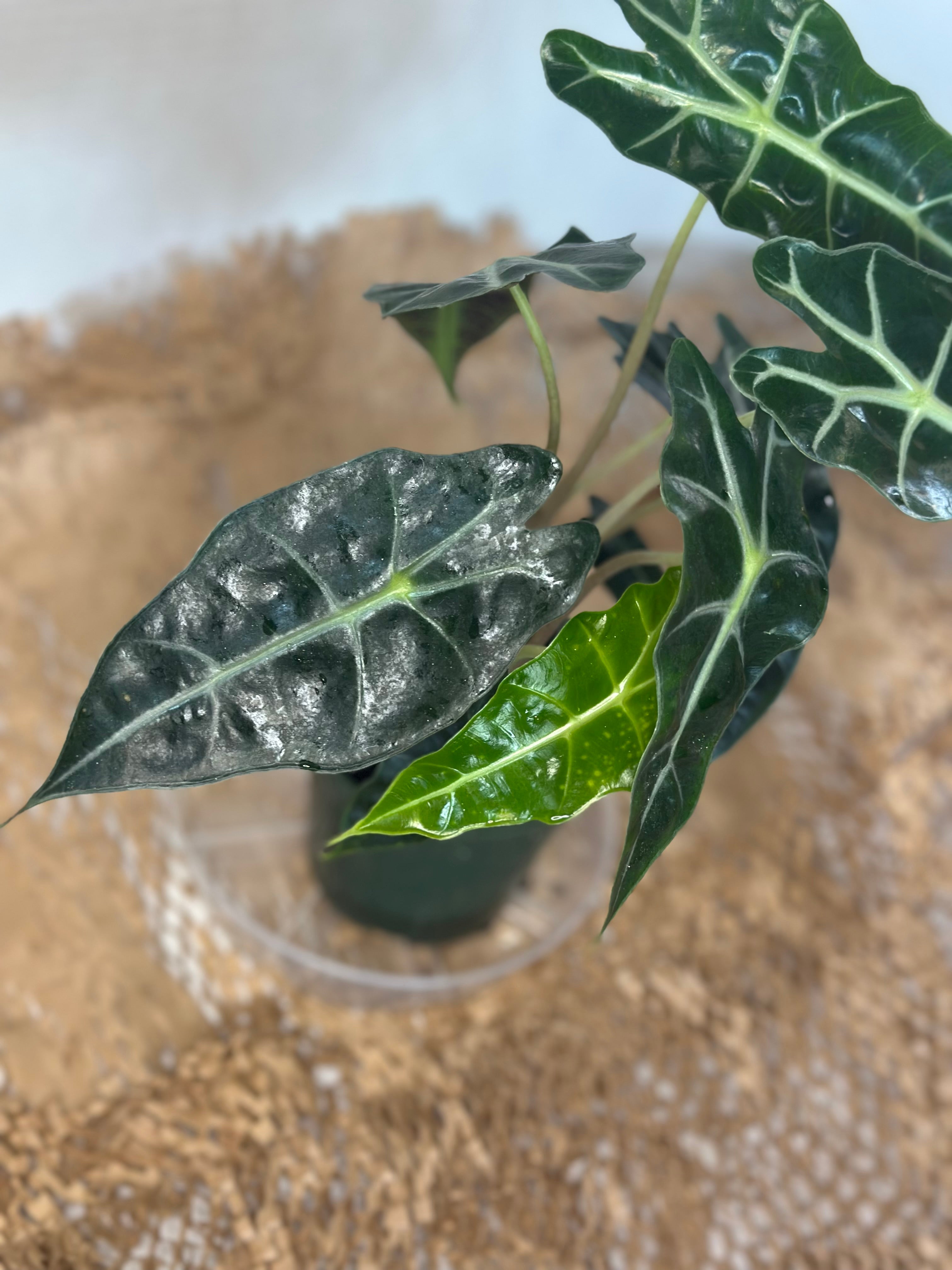 🌿 Alocasia amazonica (African Mask Plant)
