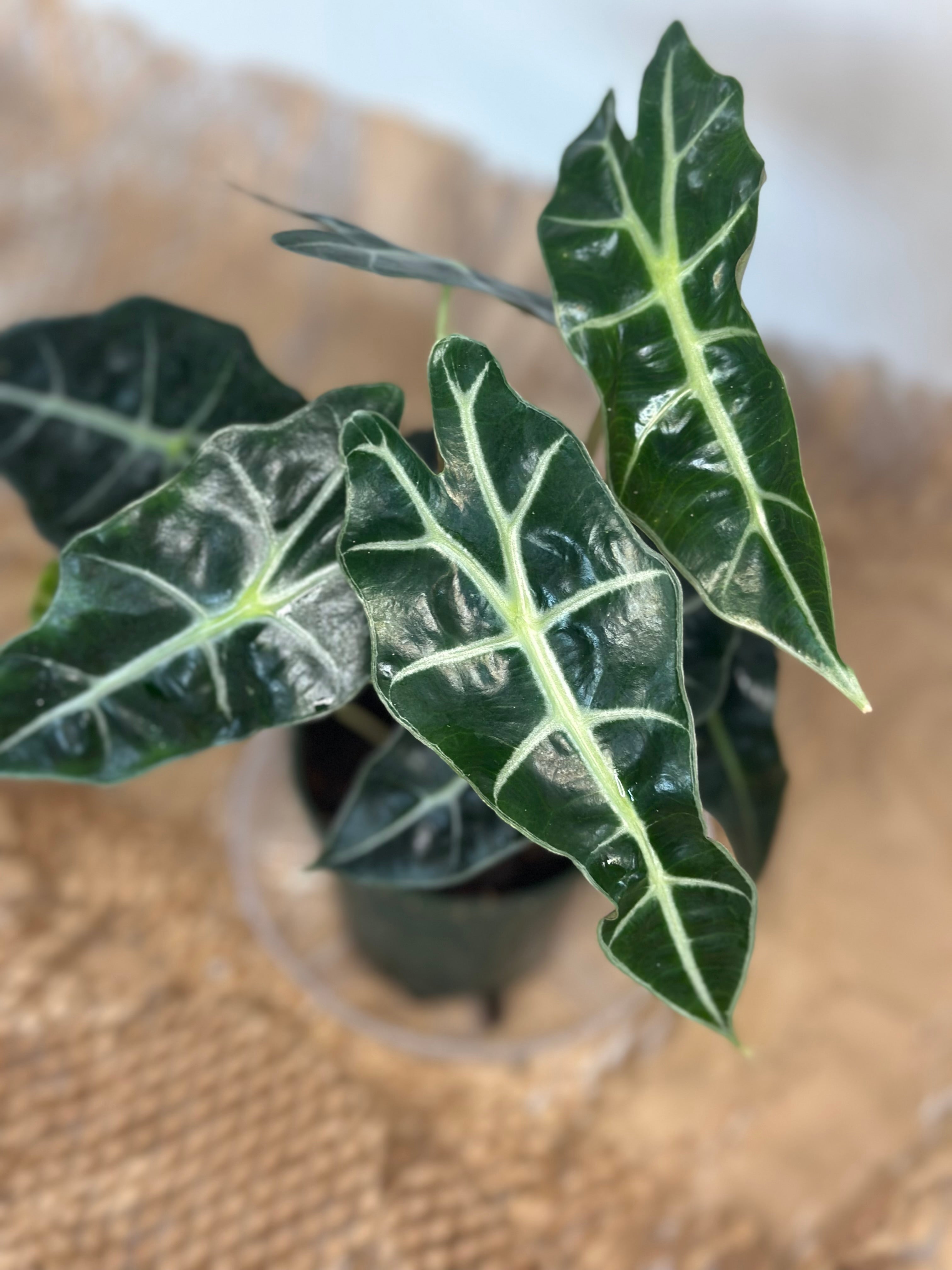 🌿 Alocasia amazonica (African Mask Plant)