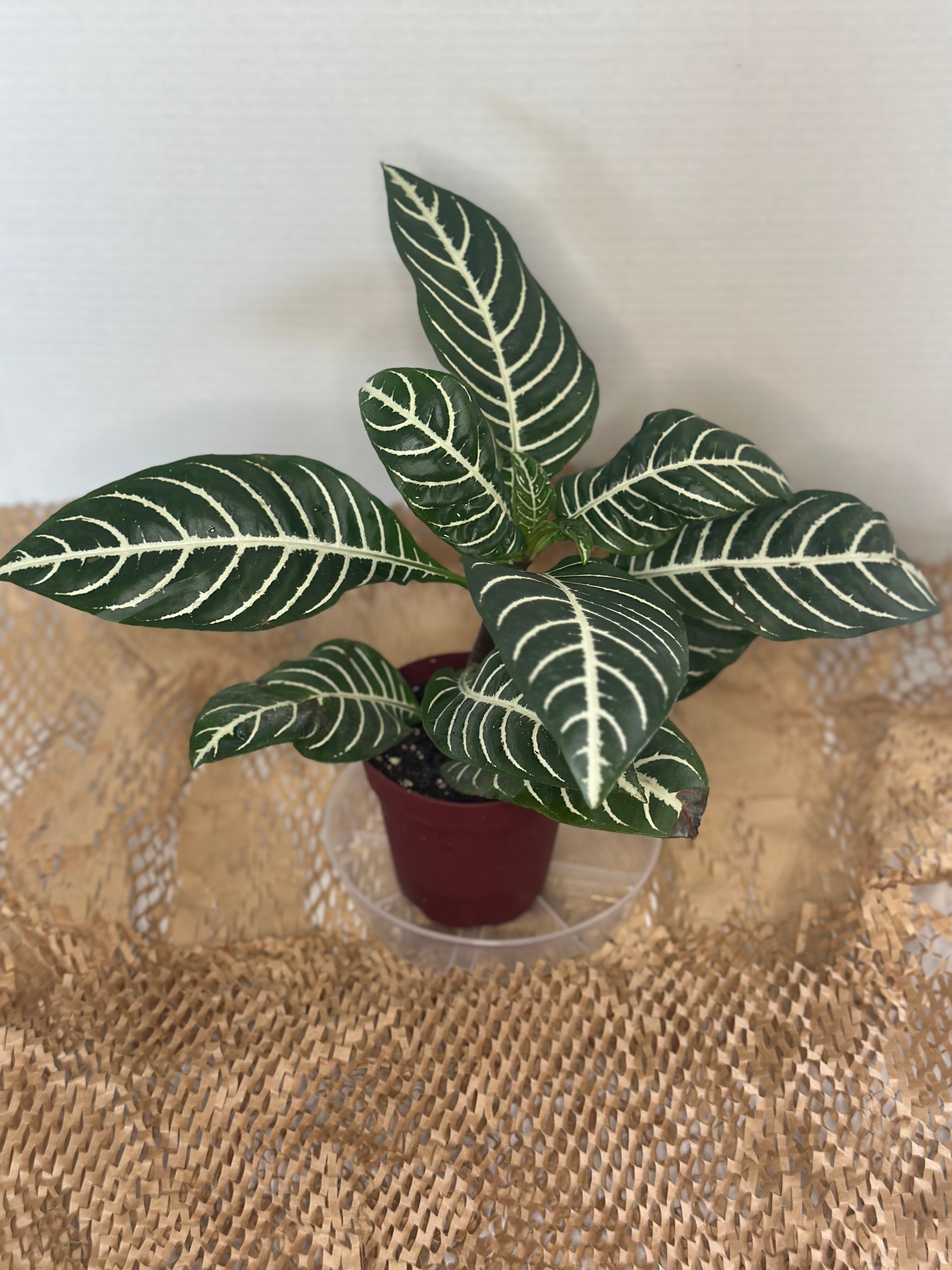 🦓 Aphelandra squarrosa (Zebra Plant)