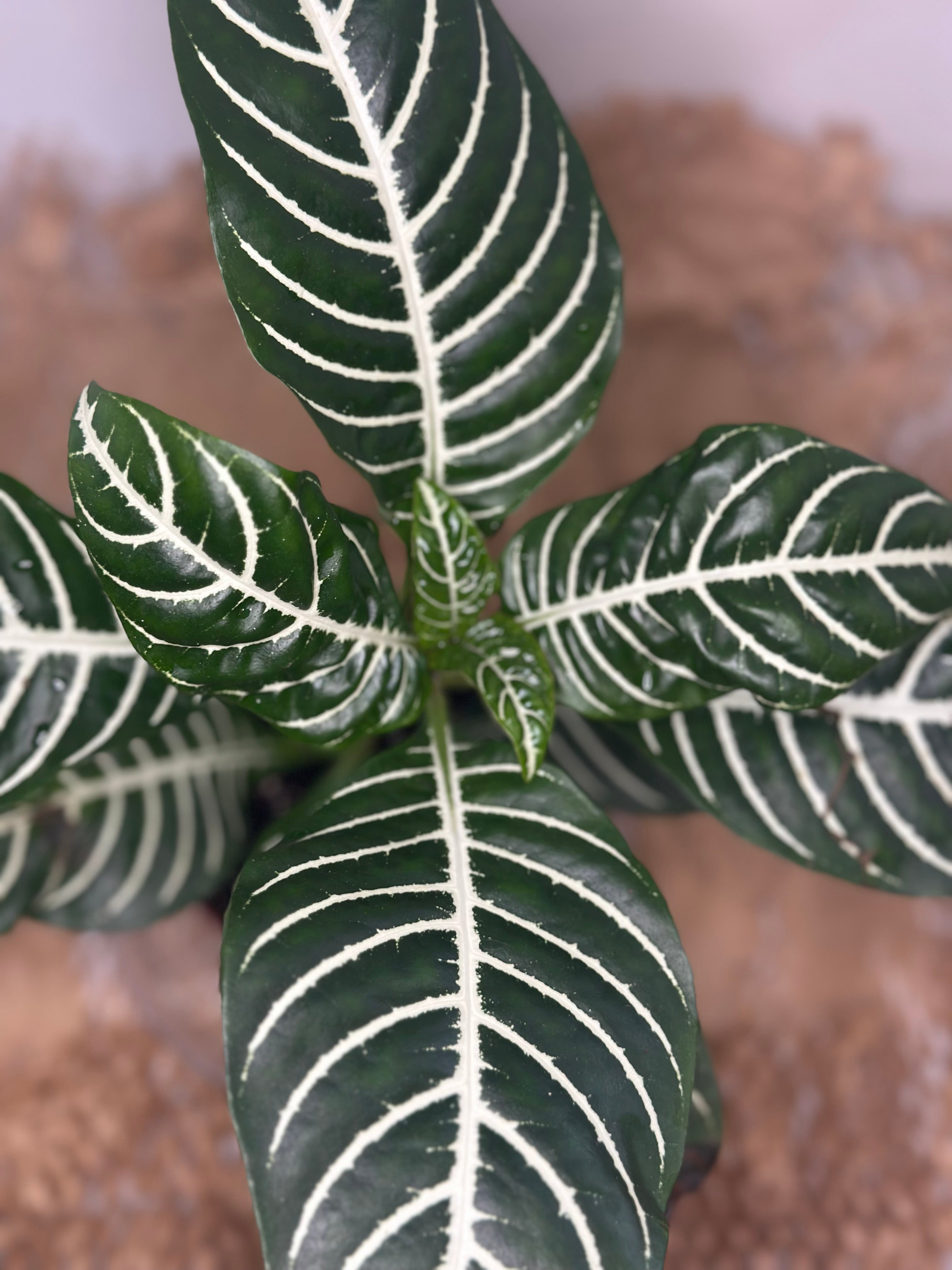 🦓 Aphelandra squarrosa (Zebra Plant)
