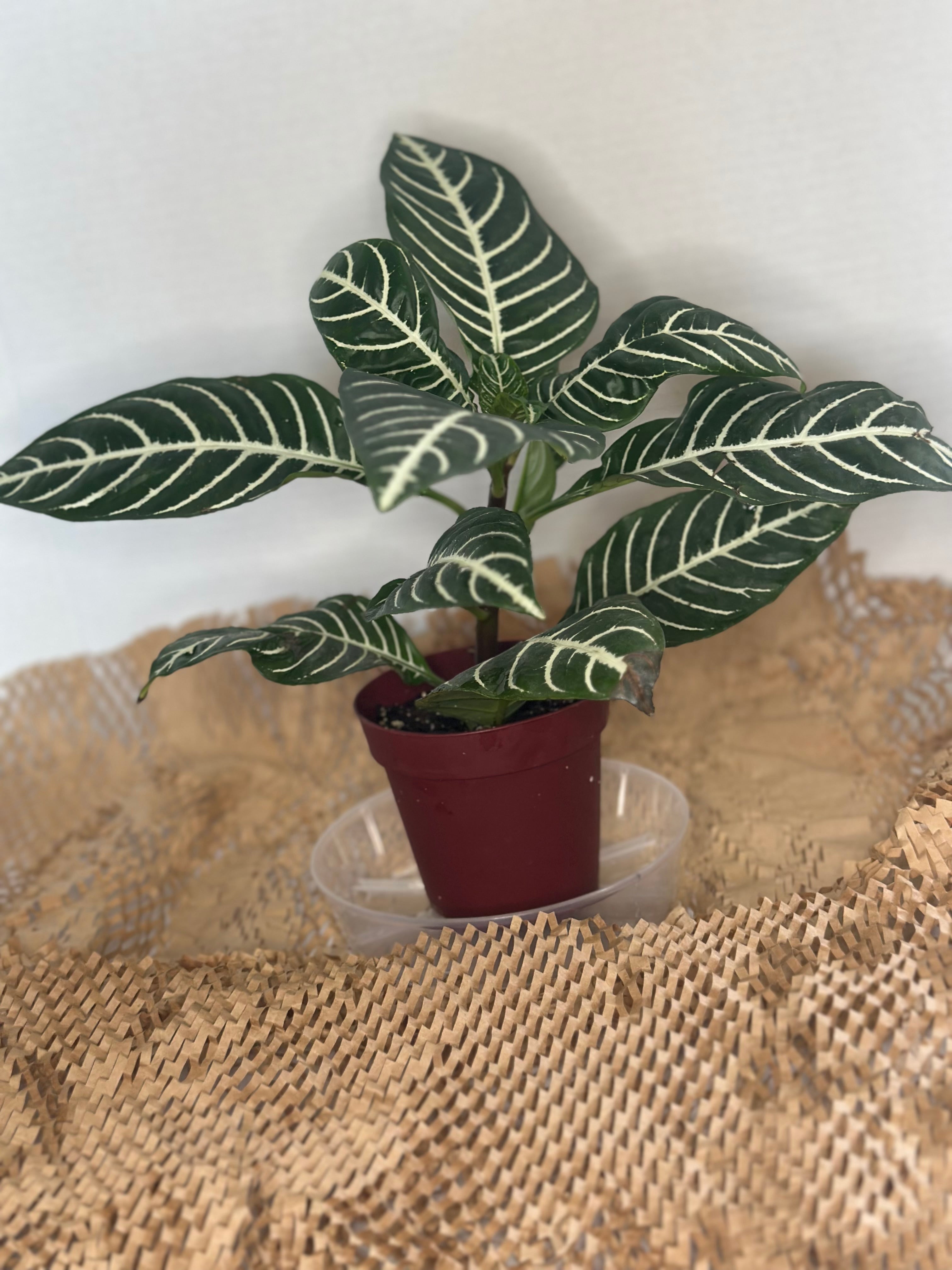 🦓 Aphelandra squarrosa (Zebra Plant)