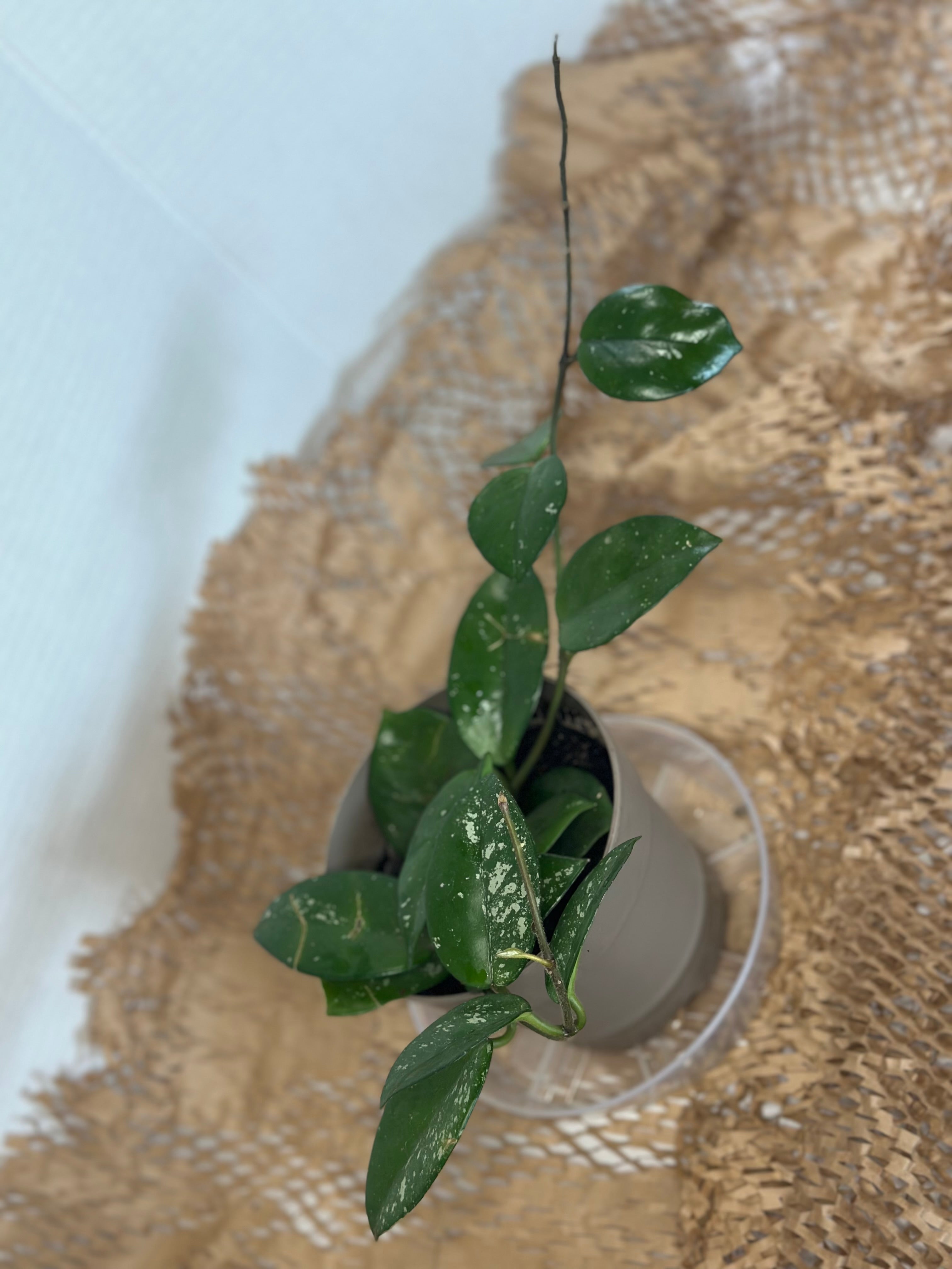 ✨ Hoya carnosa 'Freckles' Silver (Silver Speckled Wax Plant)