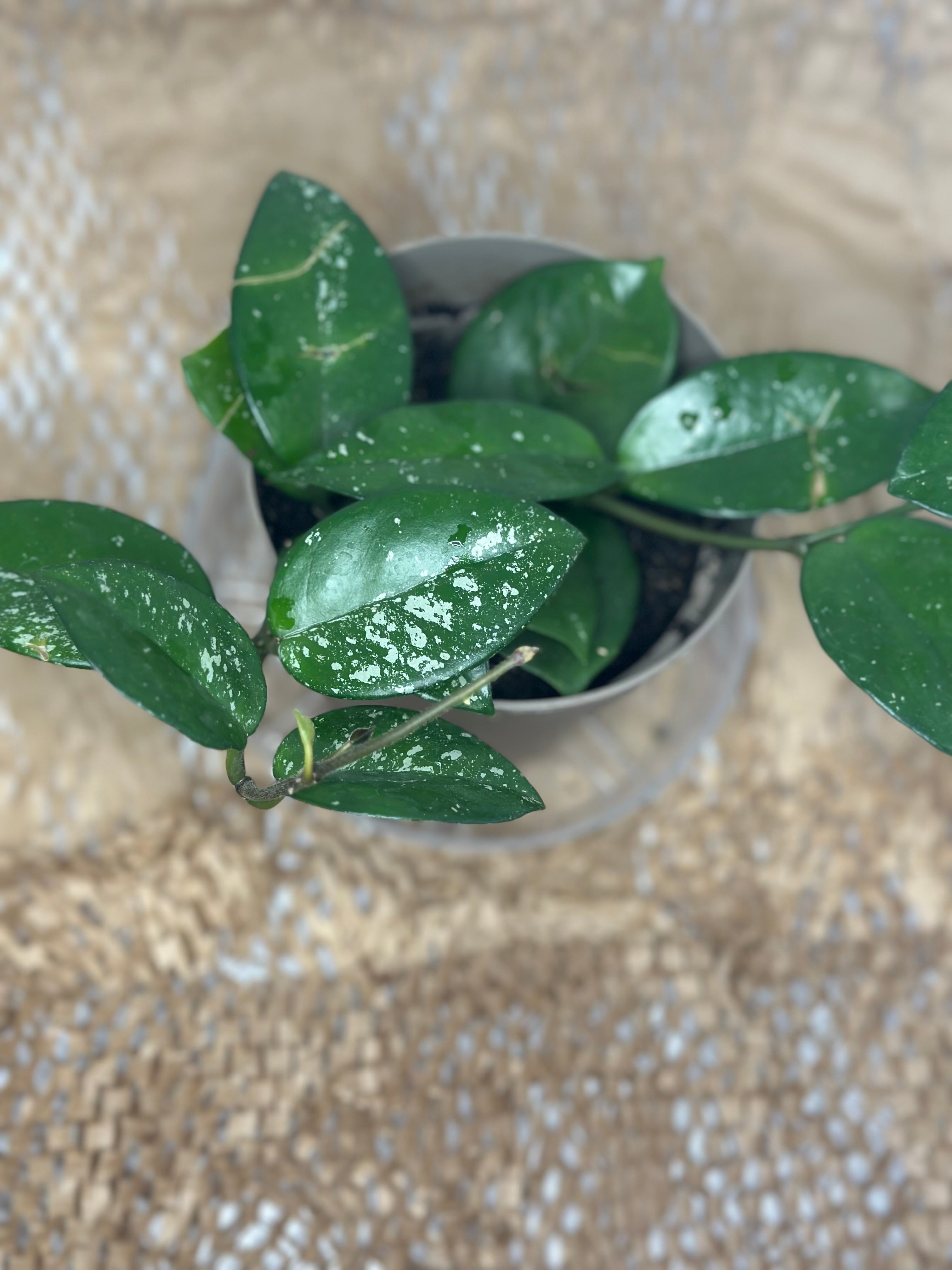 ✨ Hoya carnosa 'Freckles' Silver (Silver Speckled Wax Plant)