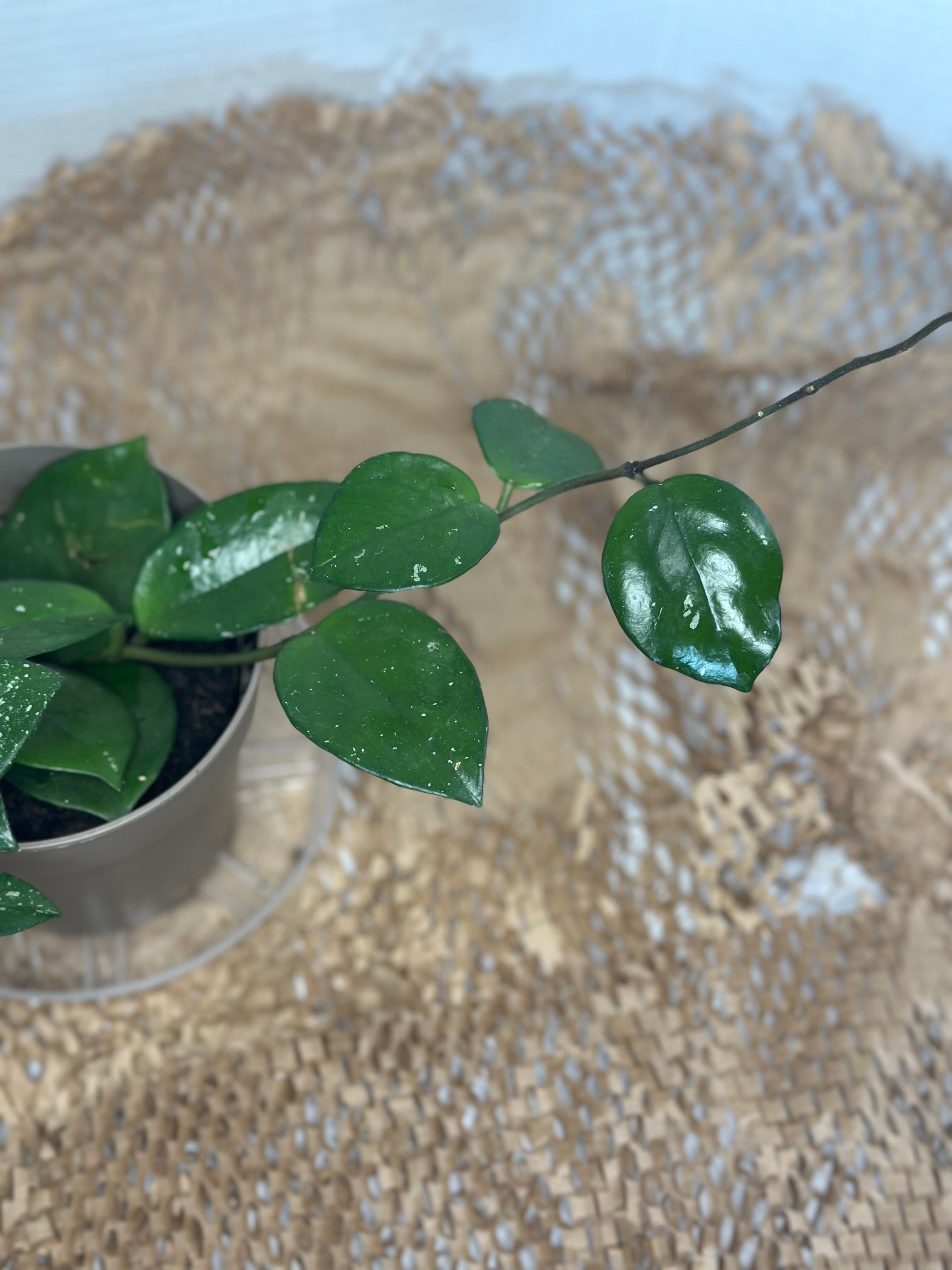 ✨ Hoya carnosa 'Freckles' Silver (Silver Speckled Wax Plant)