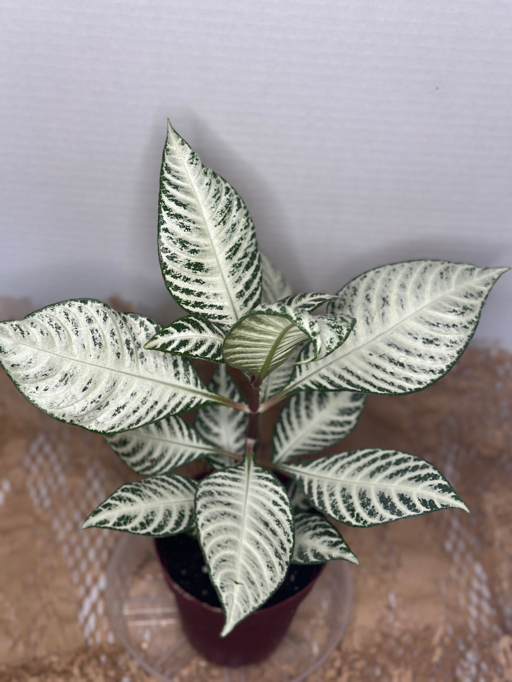 🤍 Aphelandra squarrosa 'White Wash' (White Zebra Plant)