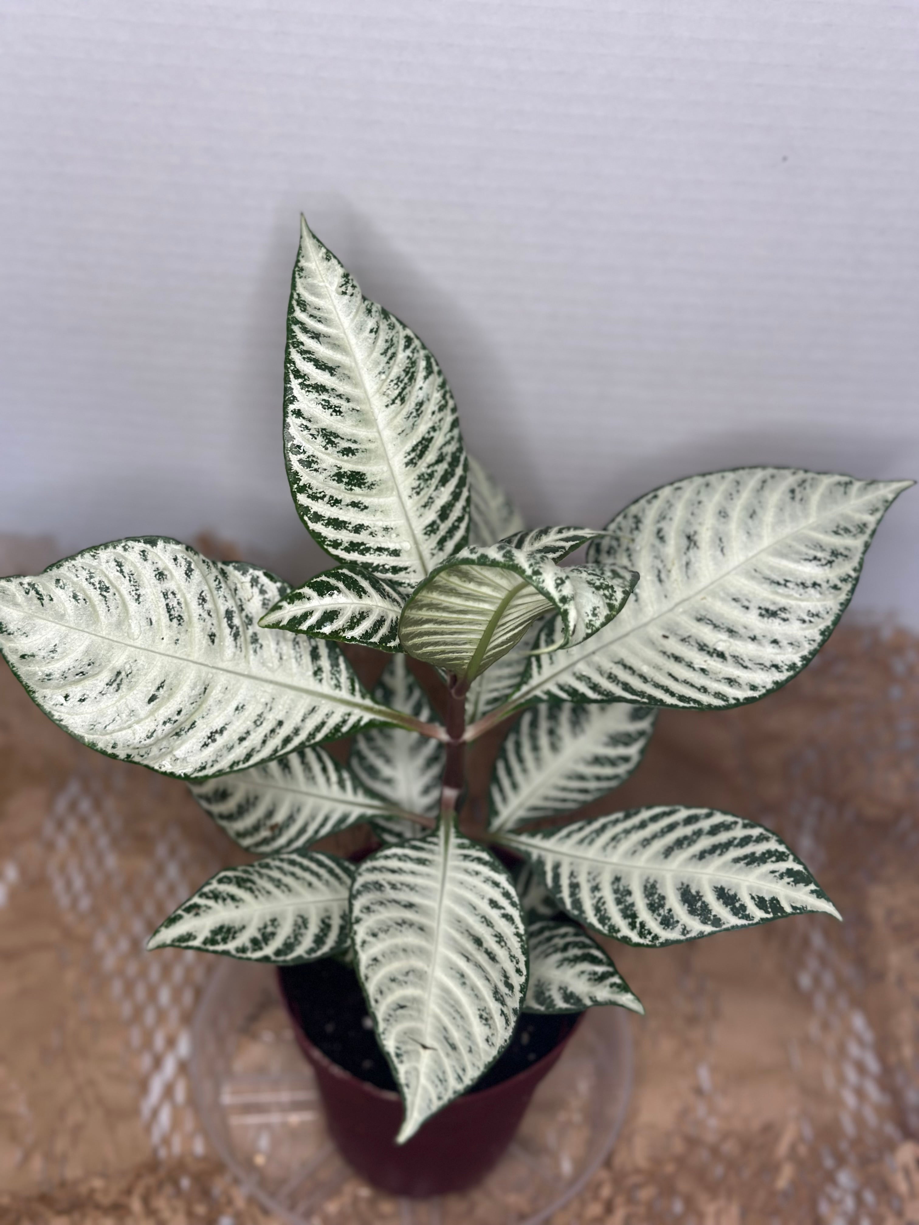 🤍 Aphelandra squarrosa 'White Wash' (White Zebra Plant)