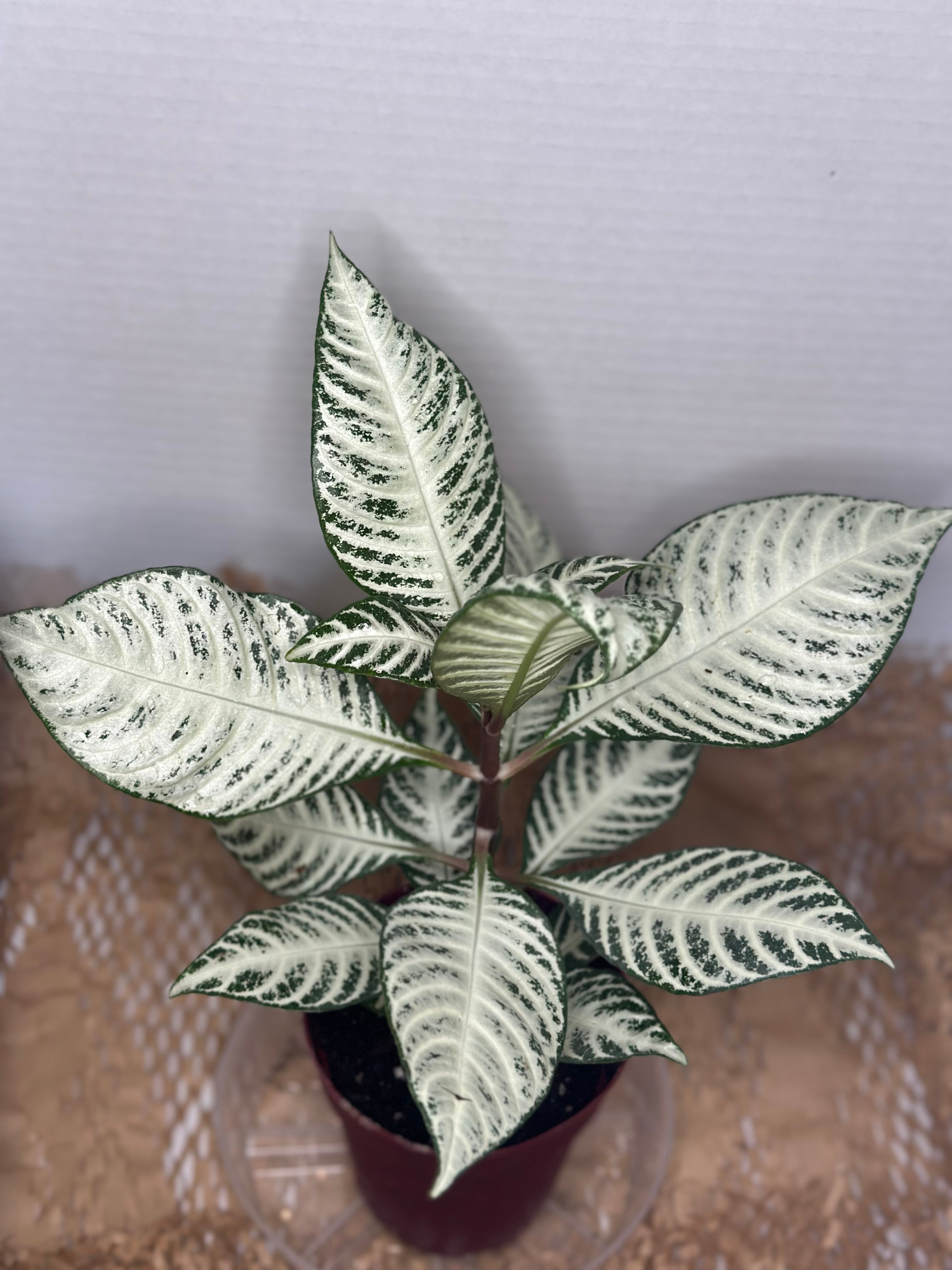 🤍 Aphelandra squarrosa 'White Wash' (White Zebra Plant)