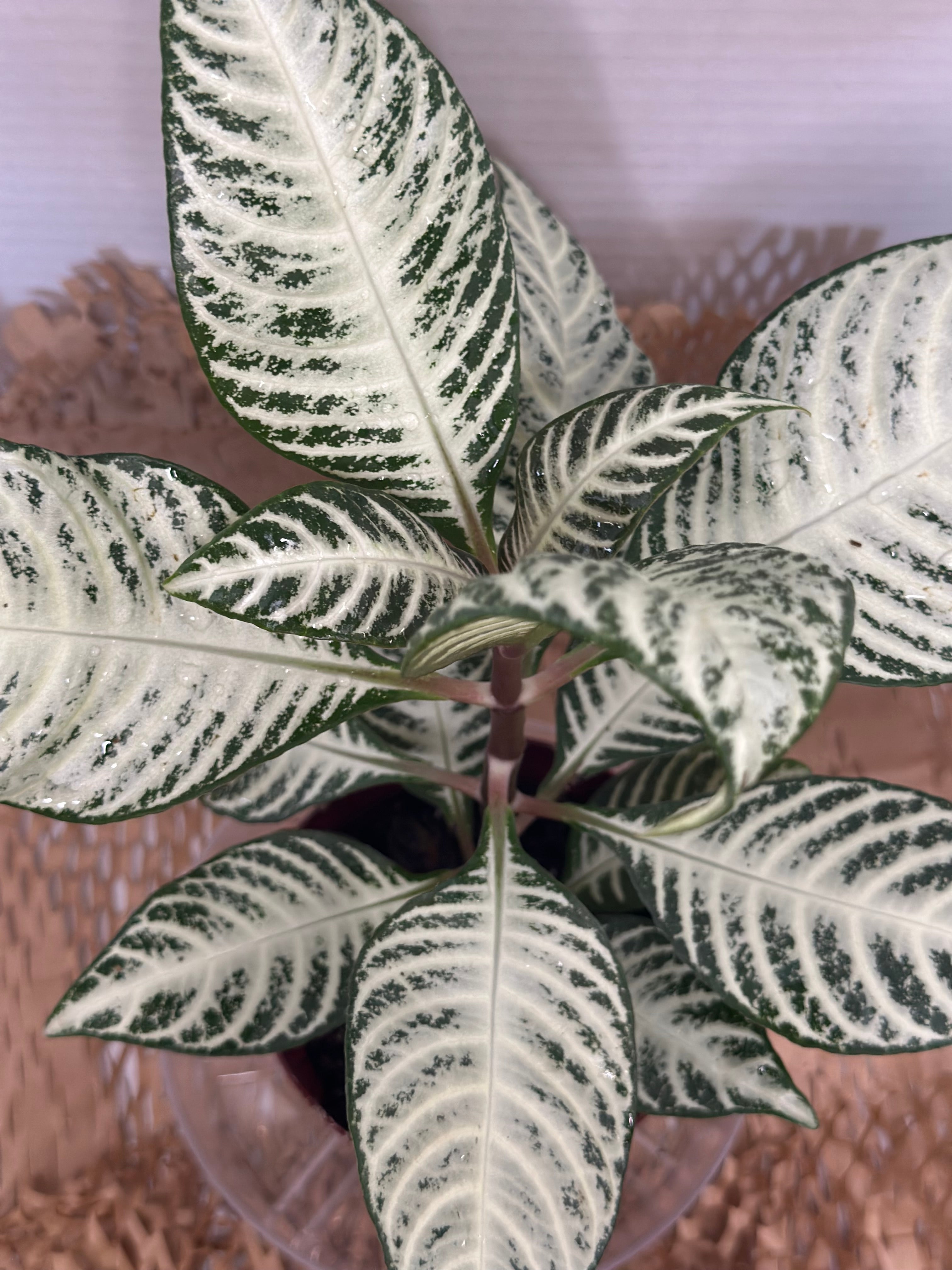 🤍 Aphelandra squarrosa 'White Wash' (White Zebra Plant)