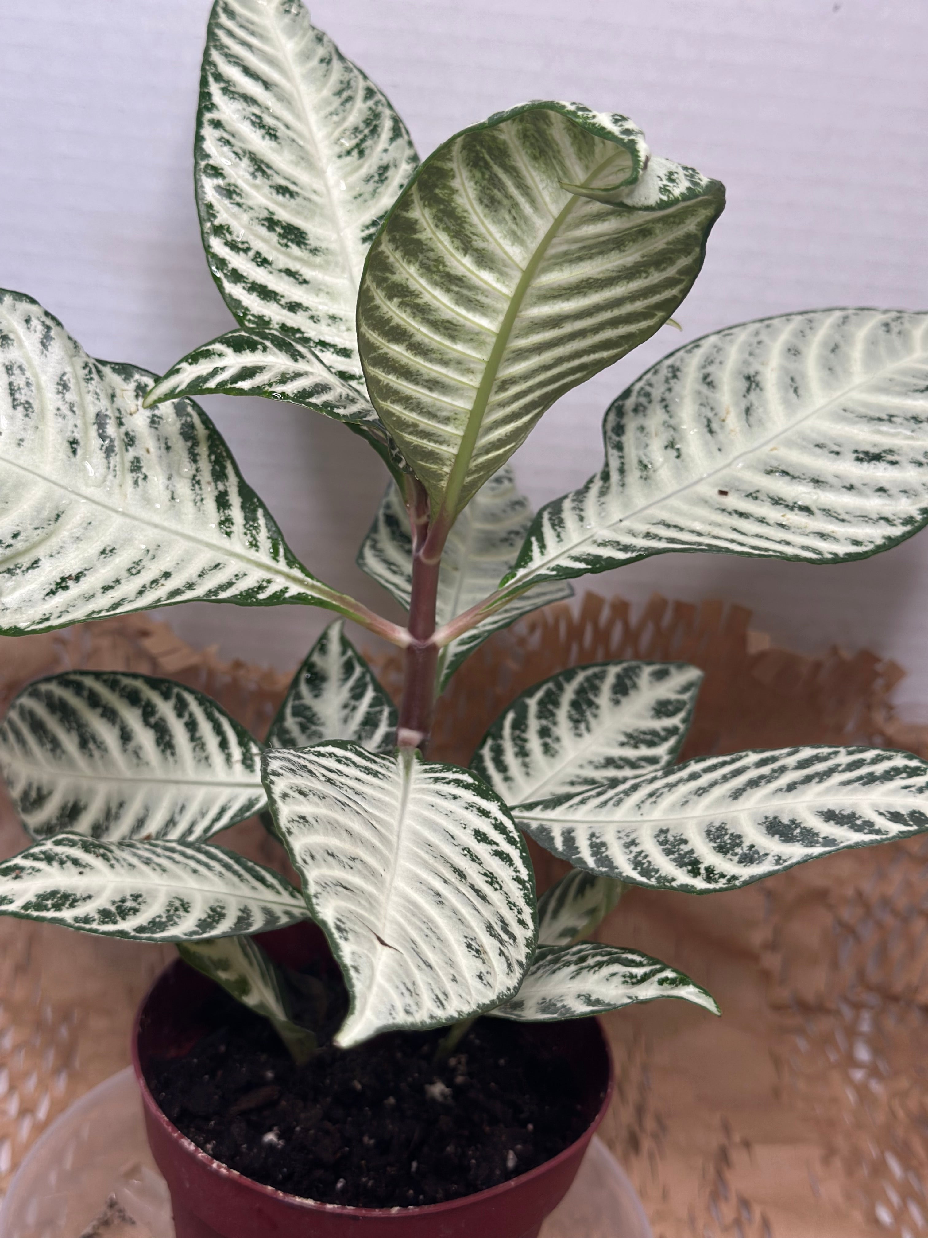 🤍 Aphelandra squarrosa 'White Wash' (White Zebra Plant)