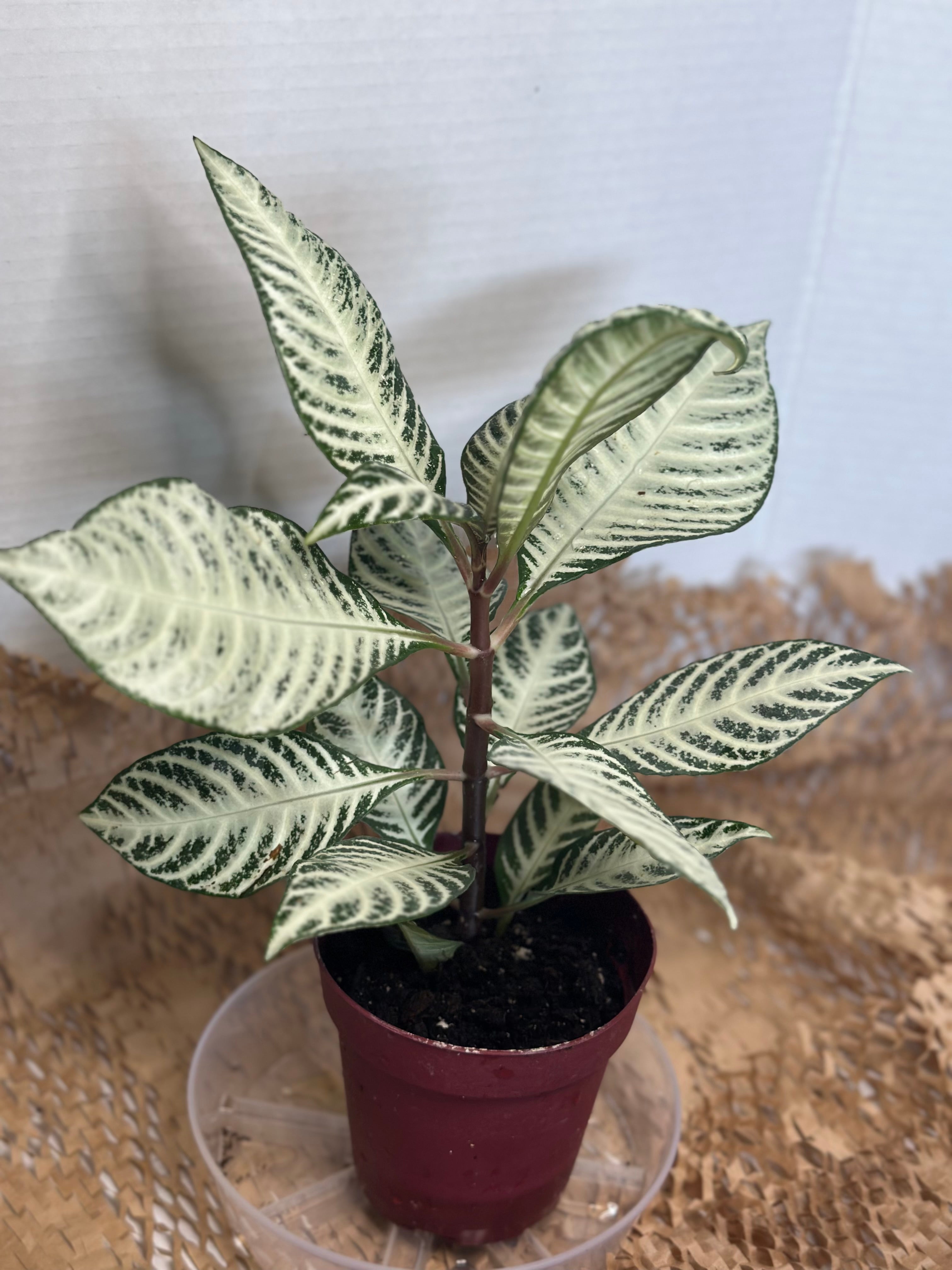 🤍 Aphelandra squarrosa 'White Wash' (White Zebra Plant)