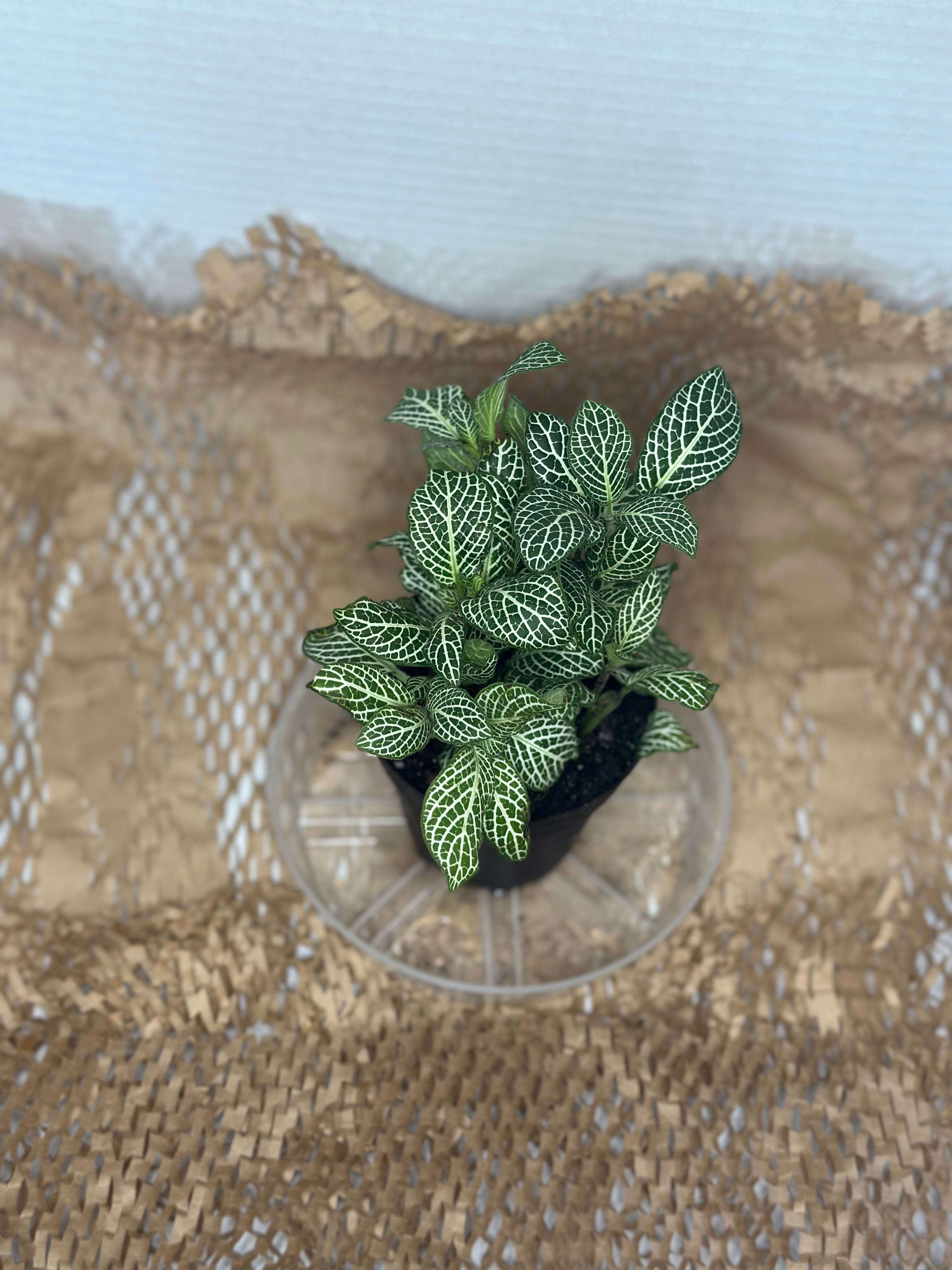 🌿 Fittonia albivenis (Nerve Plant) White