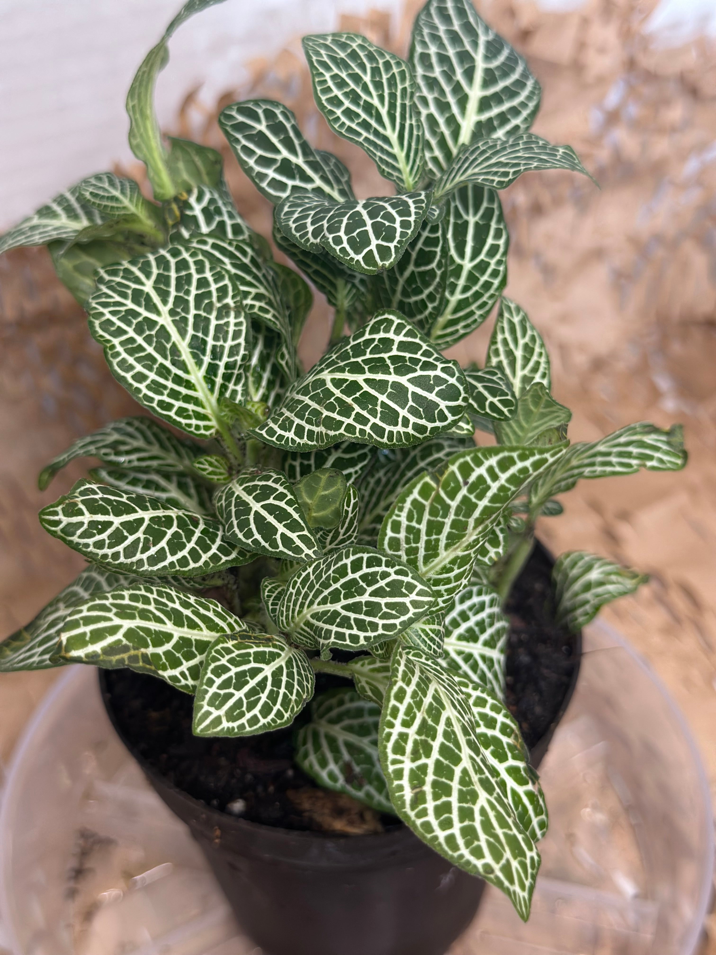 🌿 Fittonia albivenis (Nerve Plant) White